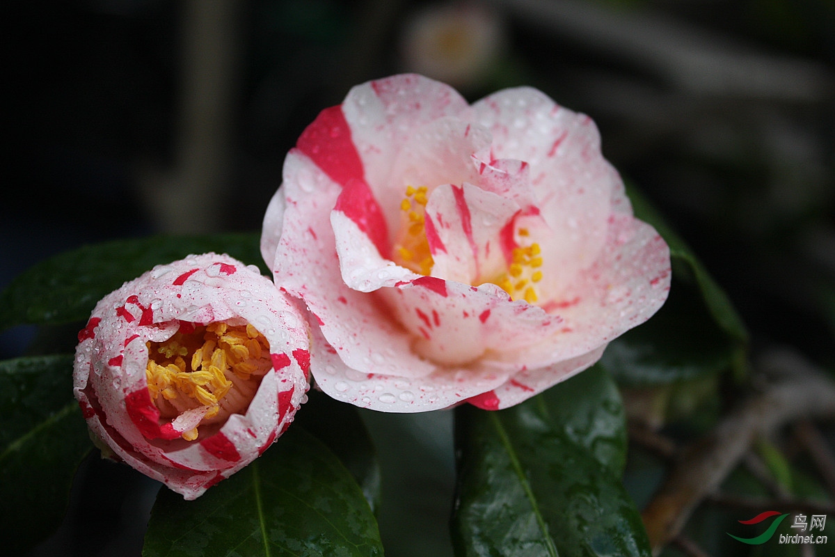 山茶花