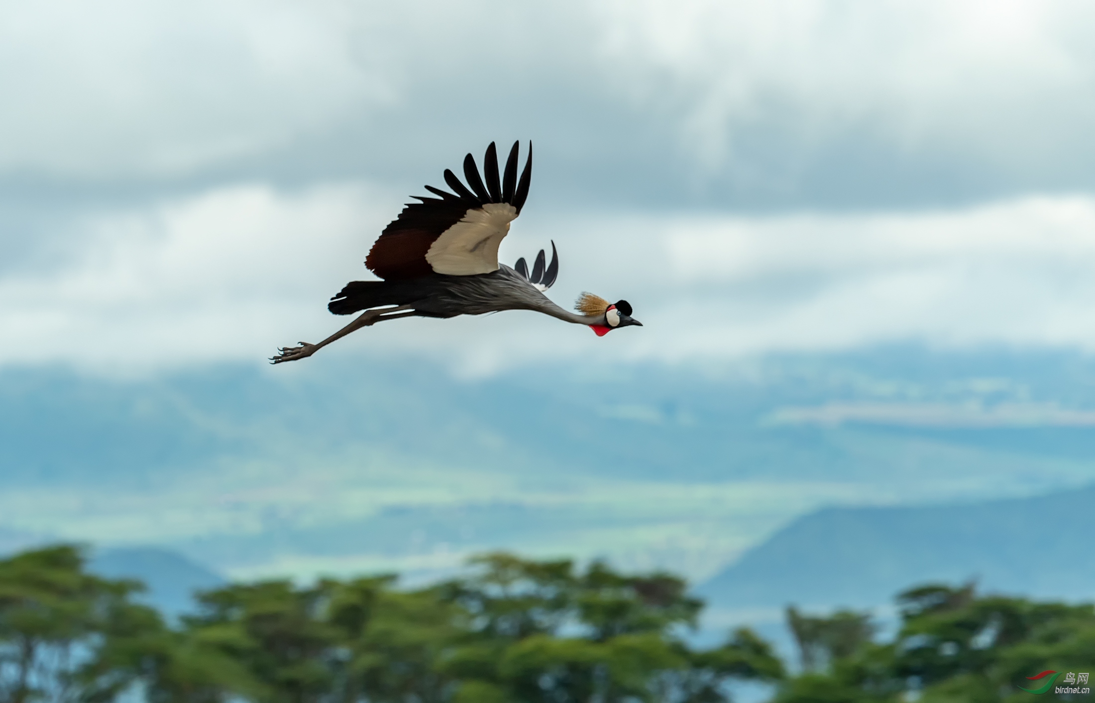 (灰冕鹤)翱翔的冕鹤(祝贺荣获首页鸟类精华)