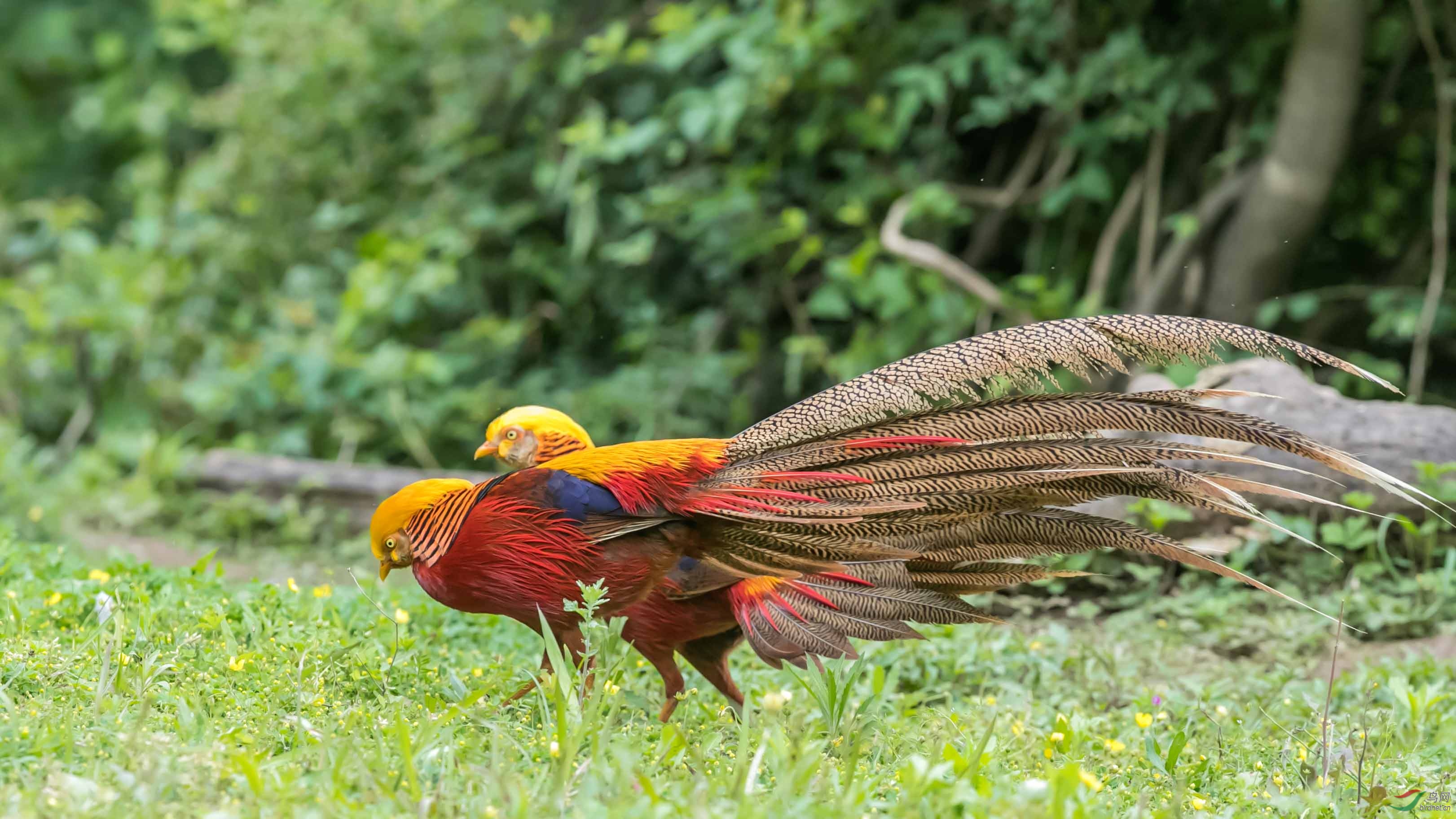 骚首弄姿的锦鸡