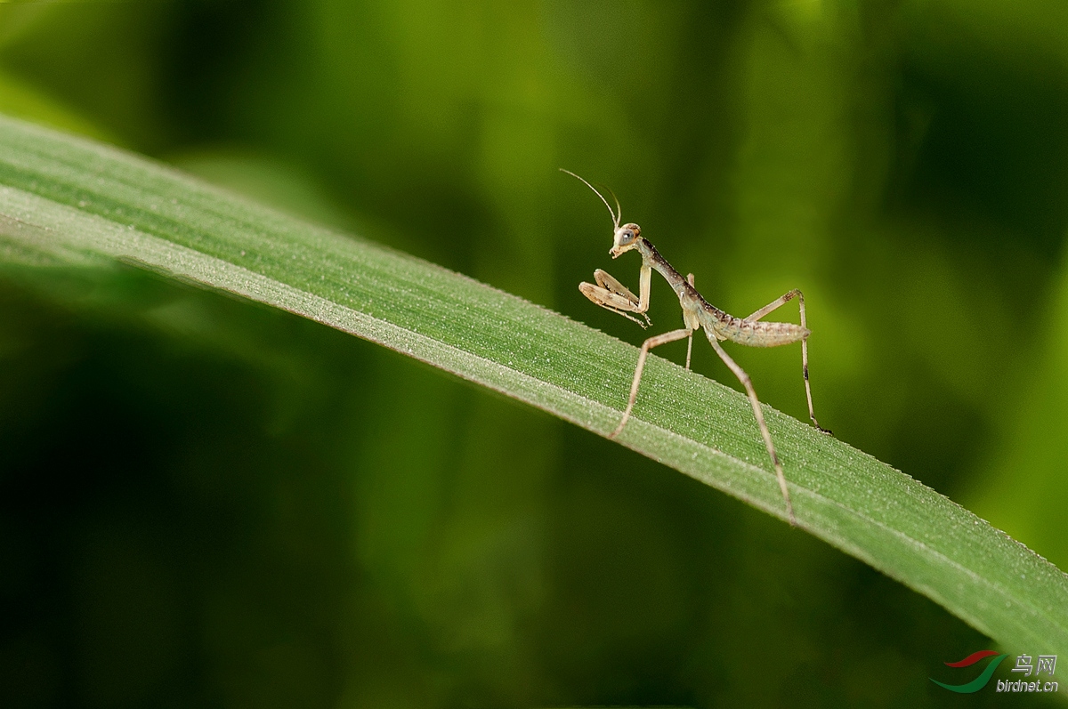 刚蜕皮的小螳螂