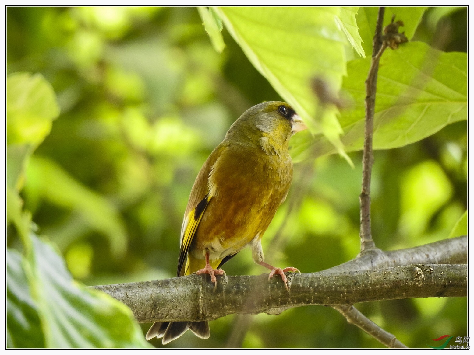 �������޷��ϴ�ֻ��ͨ��IPAD�ϴ�