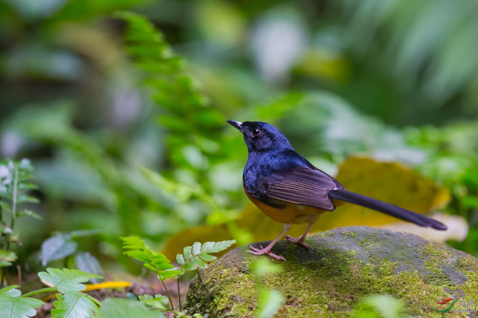 英文名:white-rumped shama)是雀形目鶲科鵲鴝屬的鳥類,俗名長尾四喜