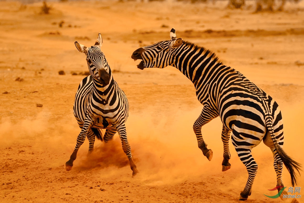 角斗祝贺获得首页精华
