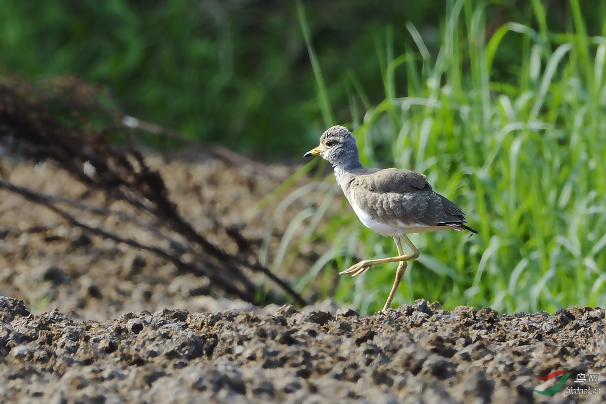 灰头麦鸡(幼鸟) - 贵州版 guizhou 鸟网