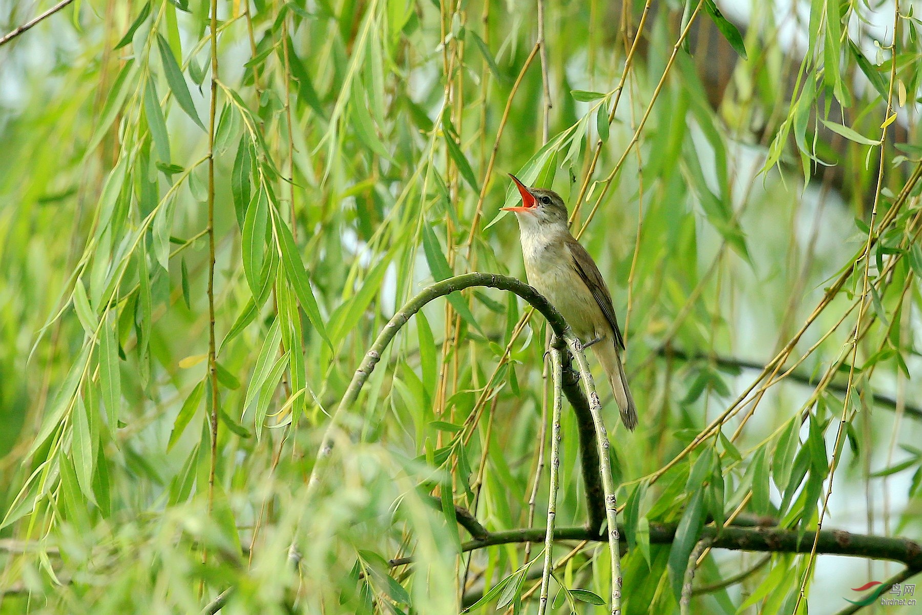 [林鸟] 大苇莺--独站枝头高声唱