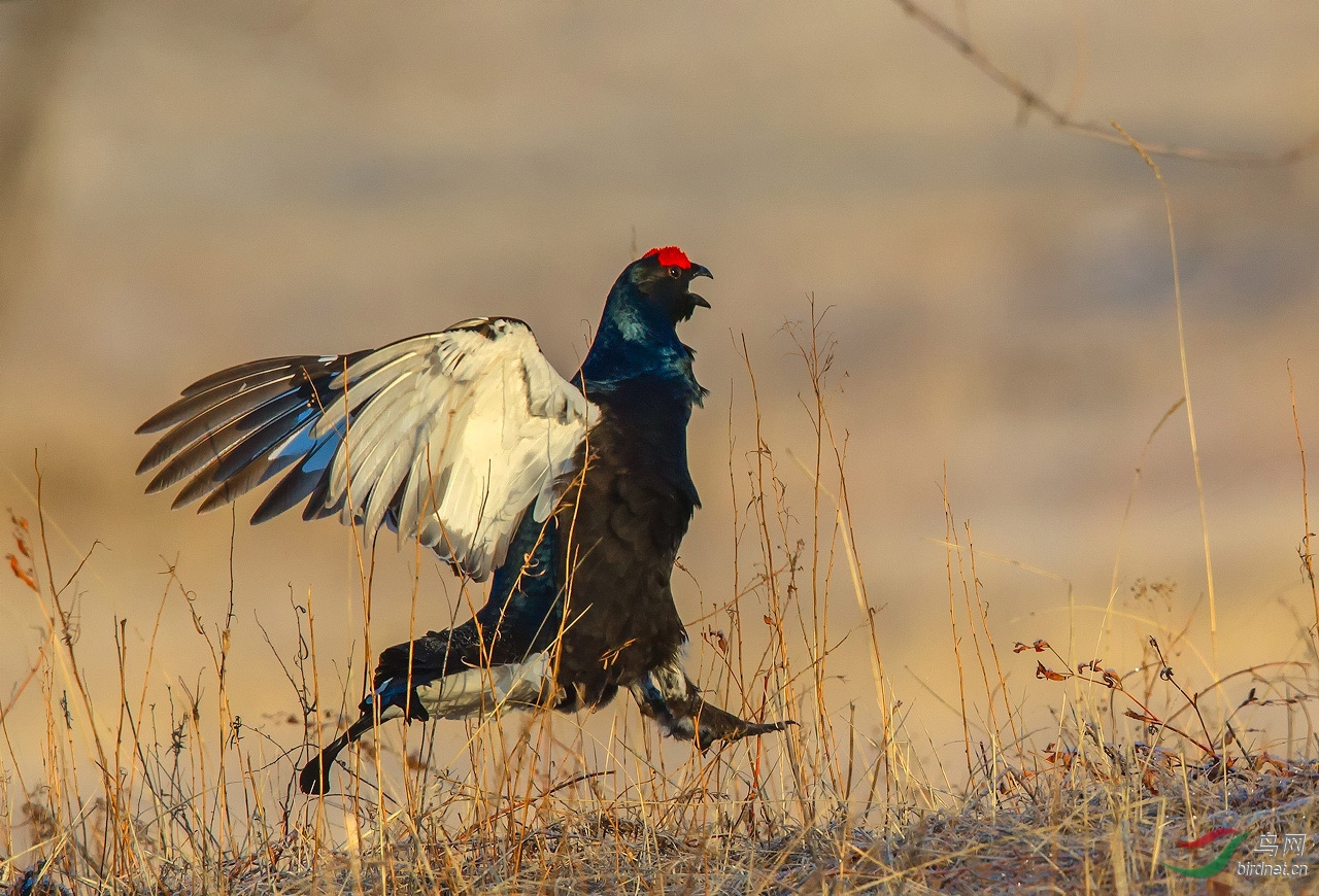 奔跑的 黑琴鸡 — 为北京版加油 !