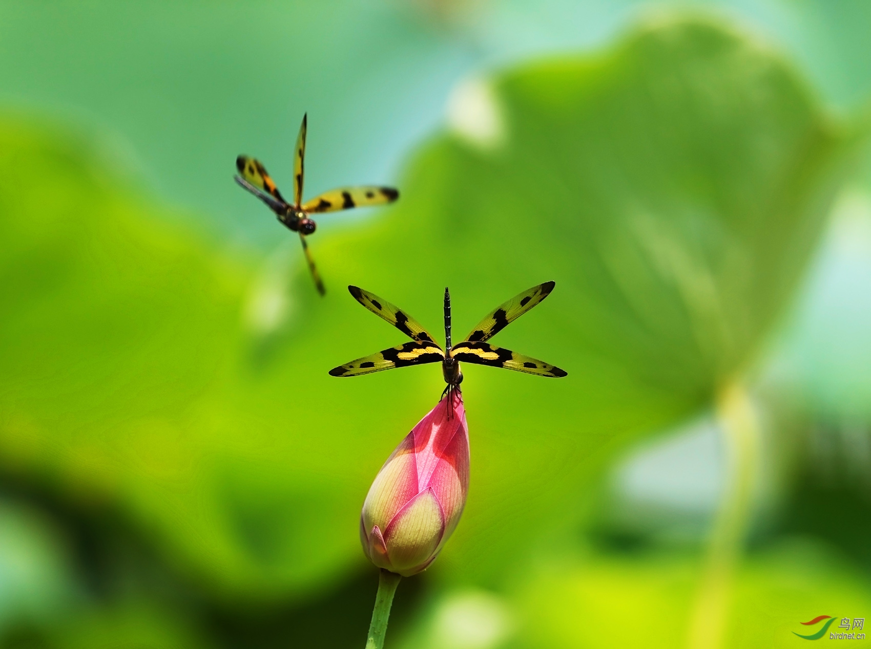蜻蜓荷花采花图片