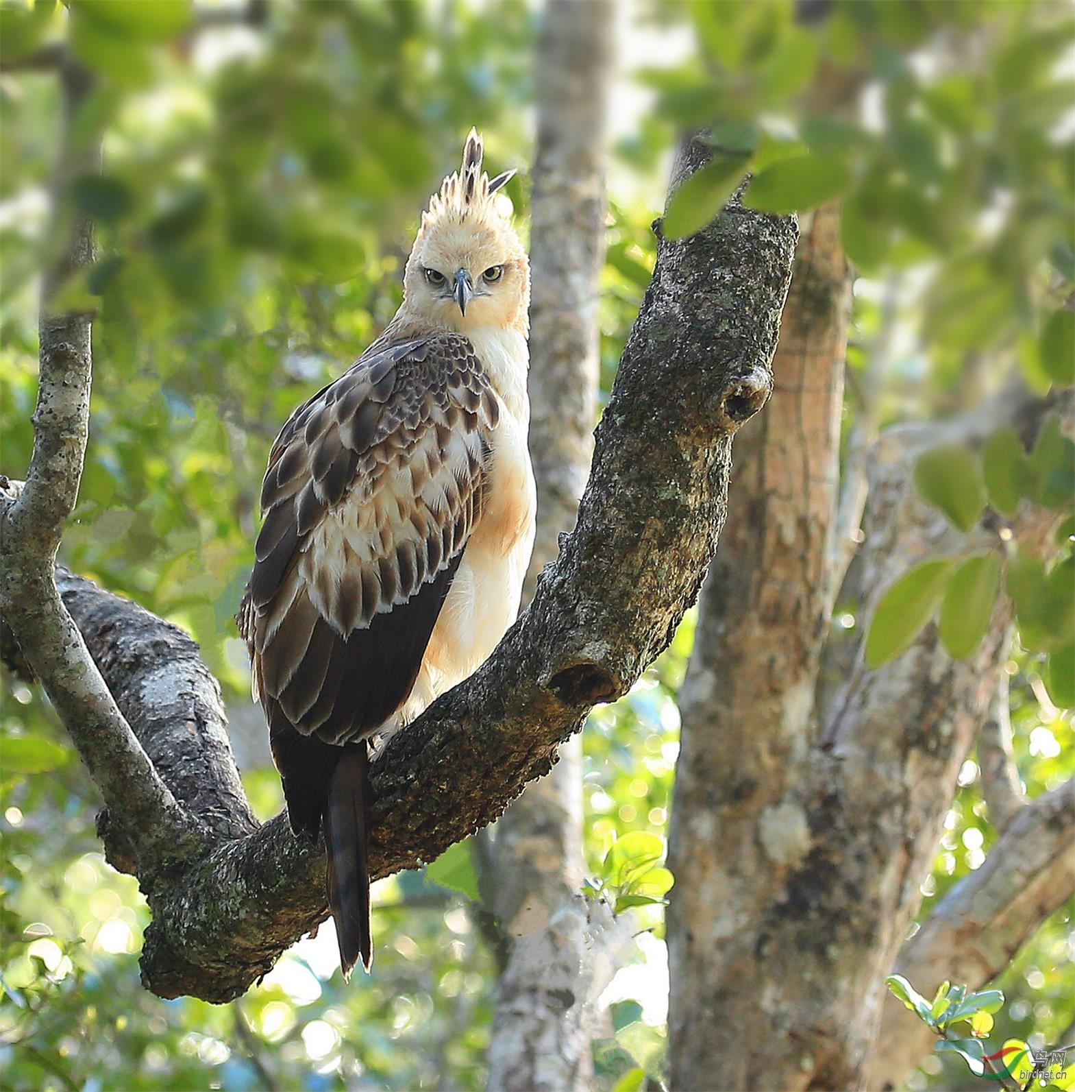 凤头鹰雕看看版主都是谁祝何平老虎大众荣升祝贺荣获首页精华
