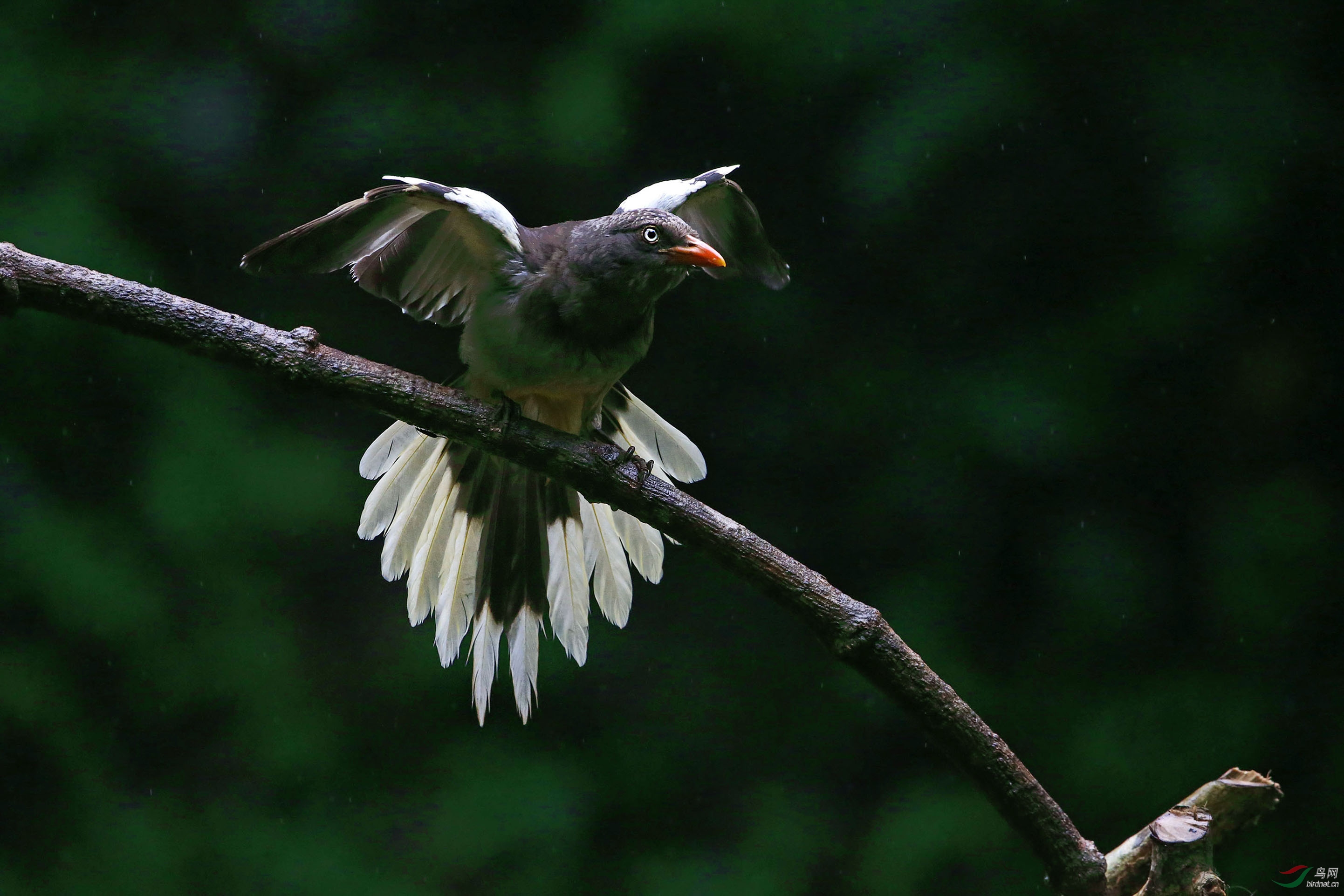 全球性近危的白翅蓝鹊
