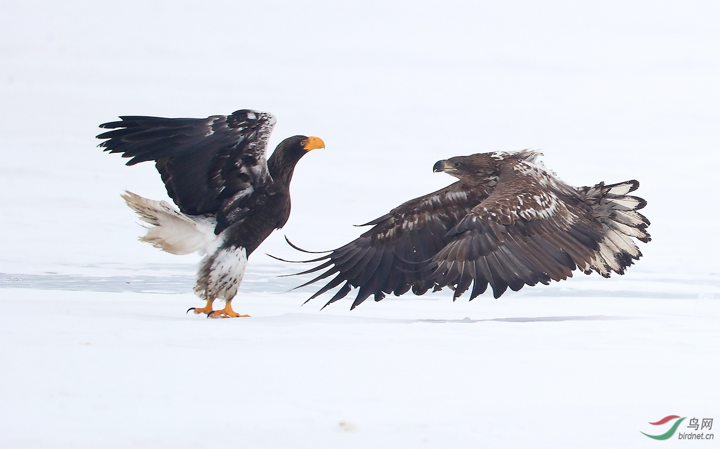 冲撞 瞬间(高调)