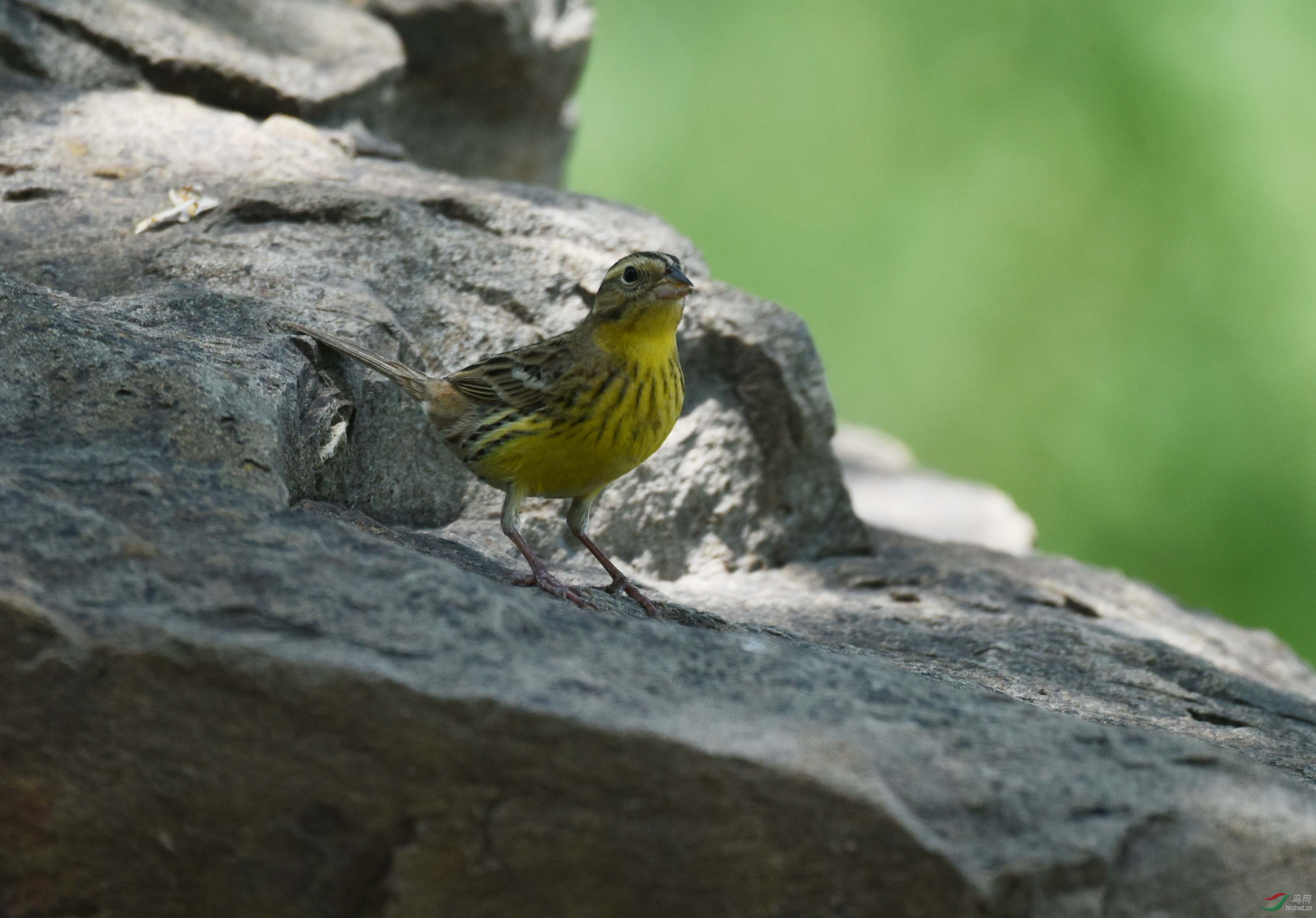 黄胸鹀幼鸟图片
