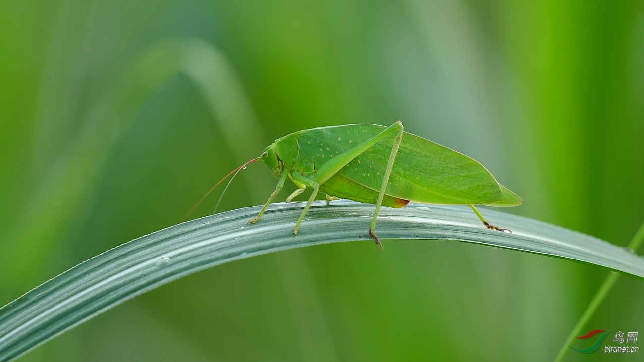 纺织娘祝贺荣登首页