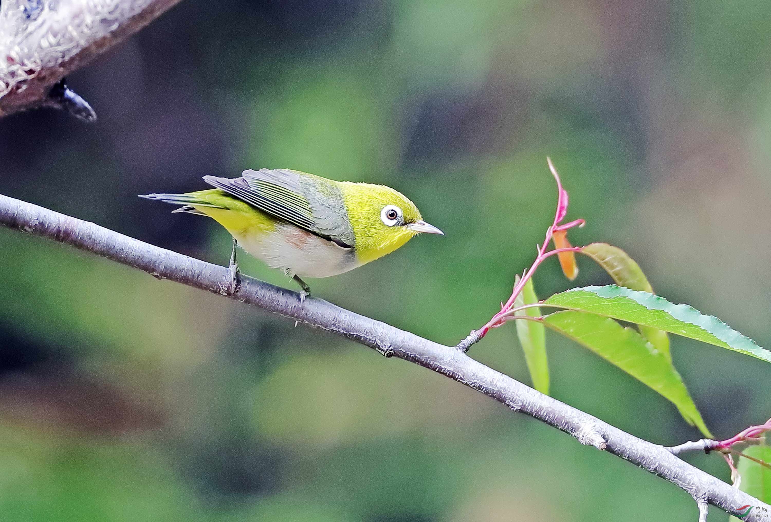 暗绿绣眼 - 甘肃版 gansu 鸟网