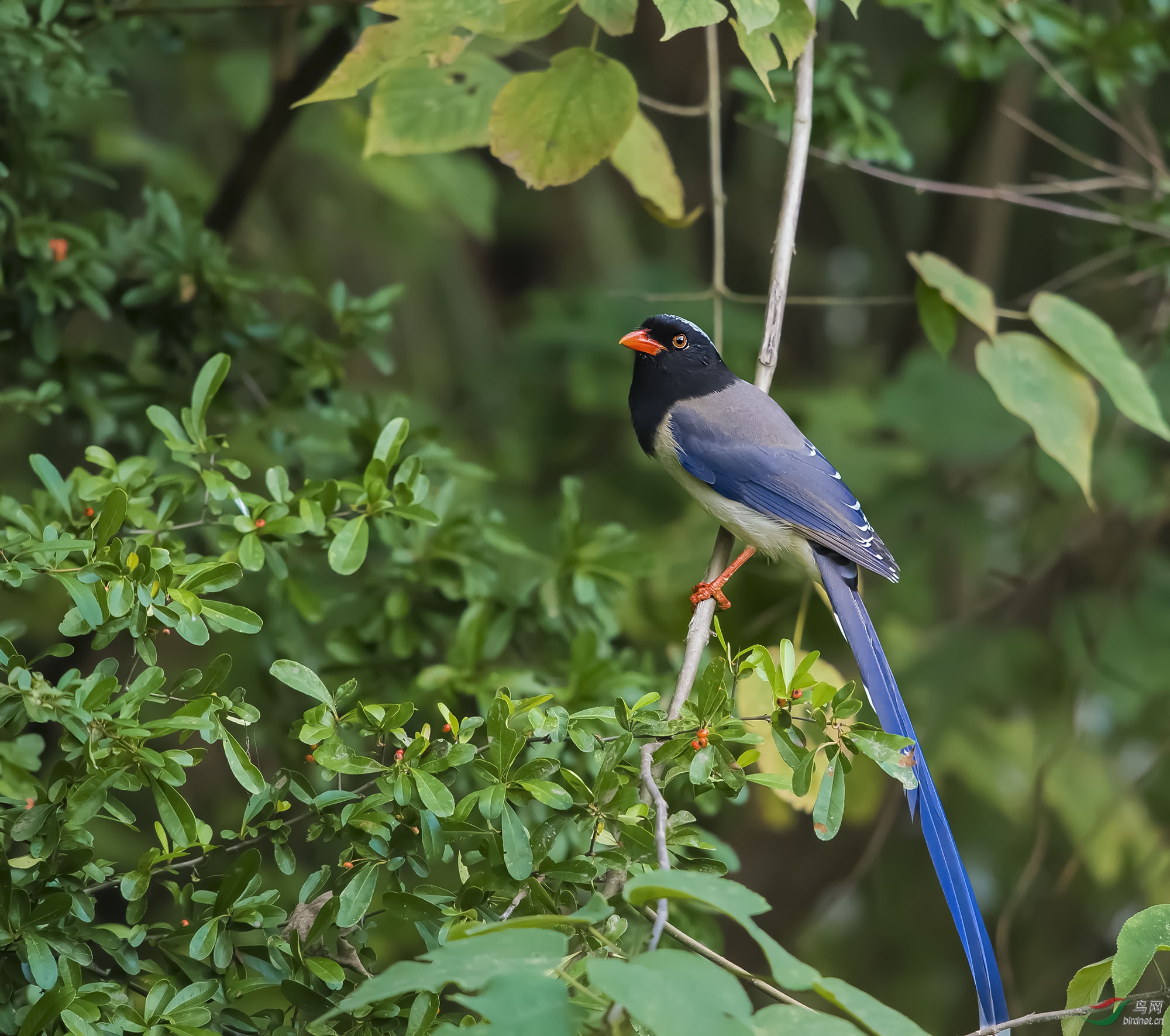 红嘴蓝鹊