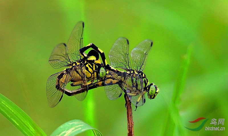 虎斑蜻蜓—同心结