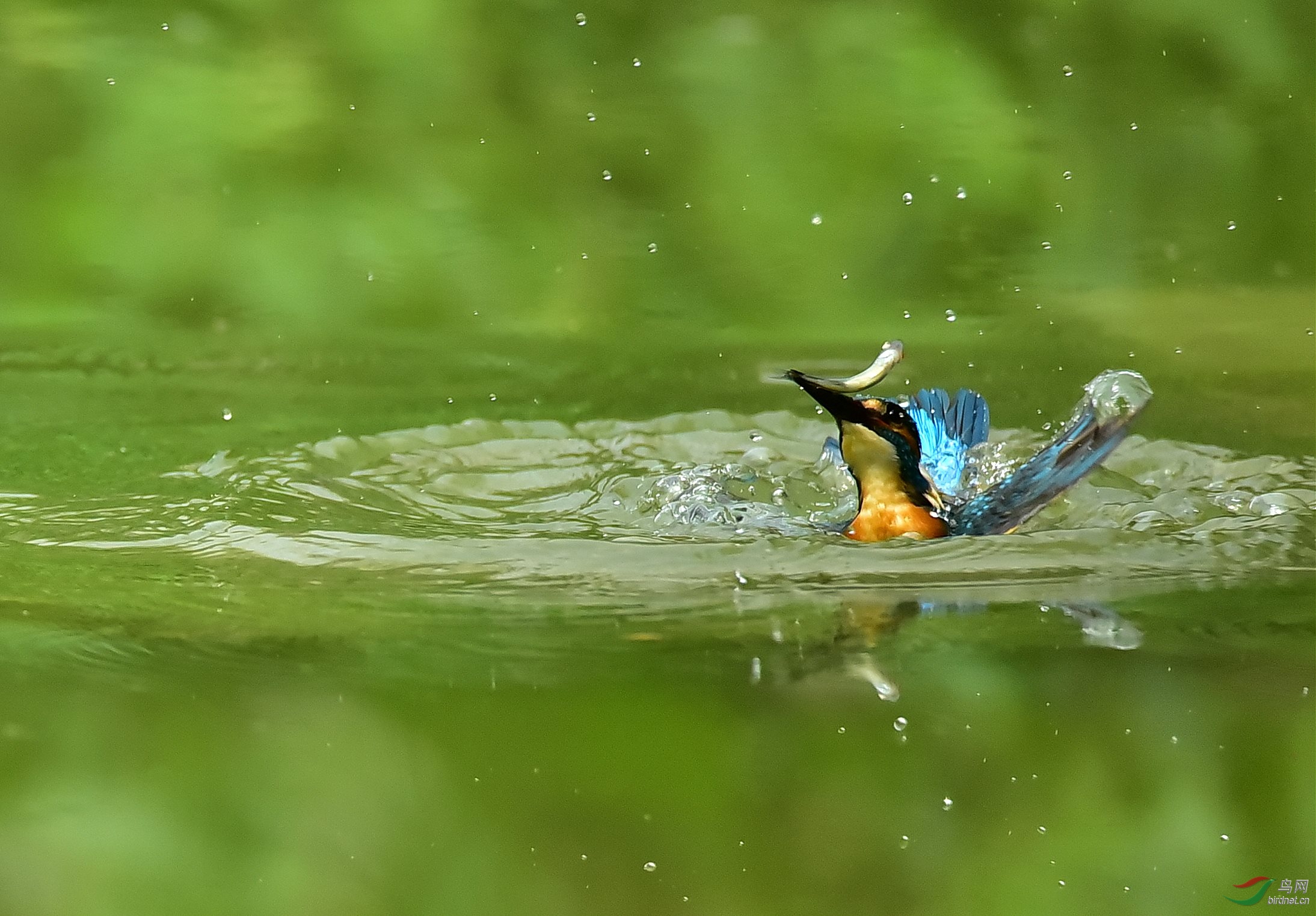 拍翠鸟入水捕鱼