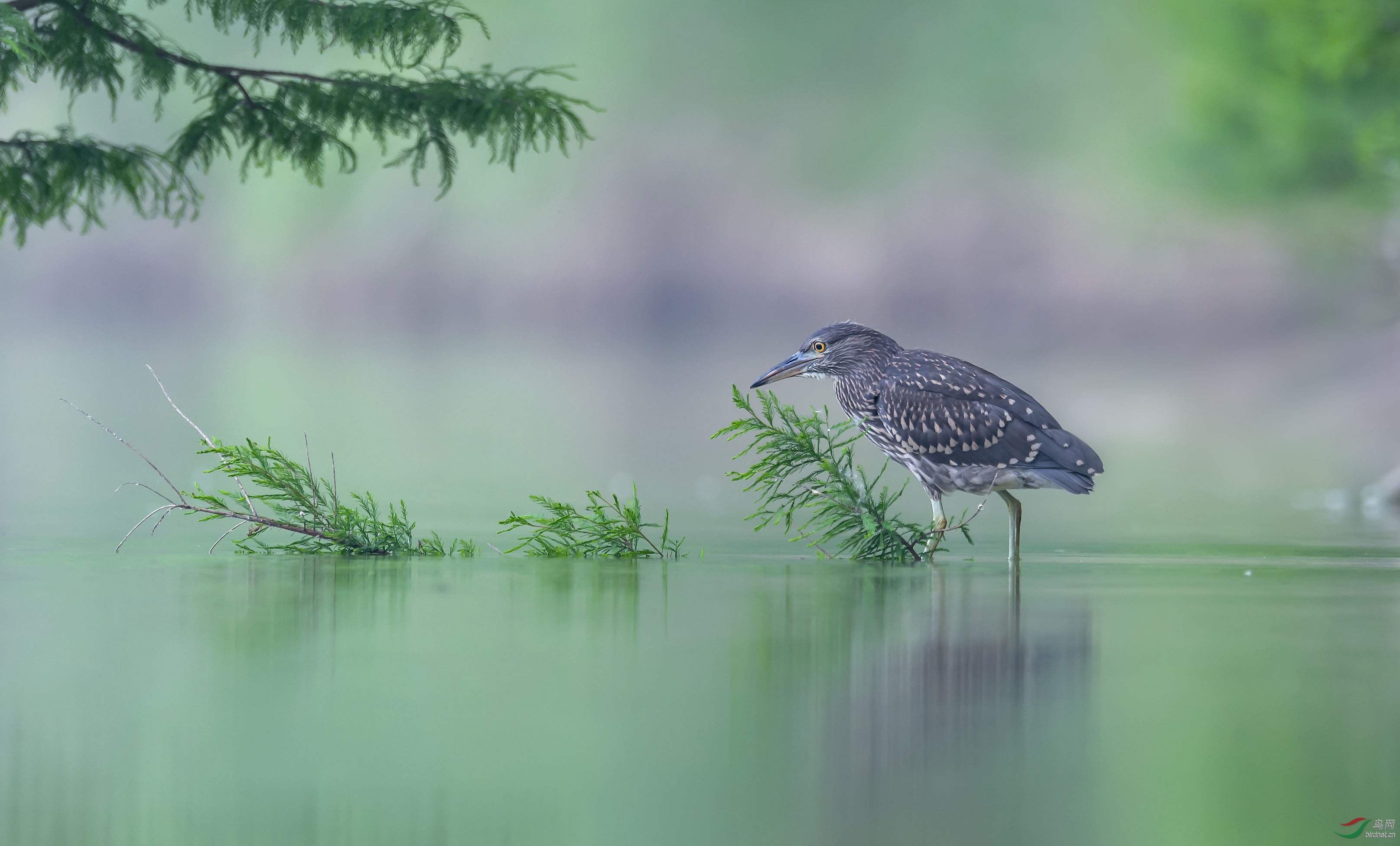 DSC_8659-1-Сͼ.jpg
