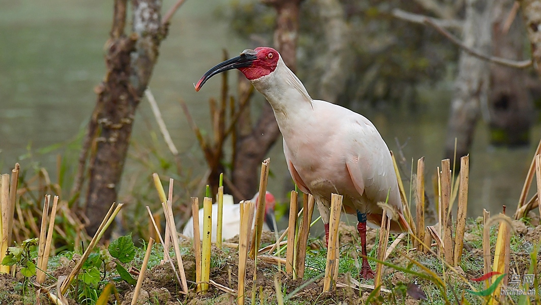 朱鹮7
