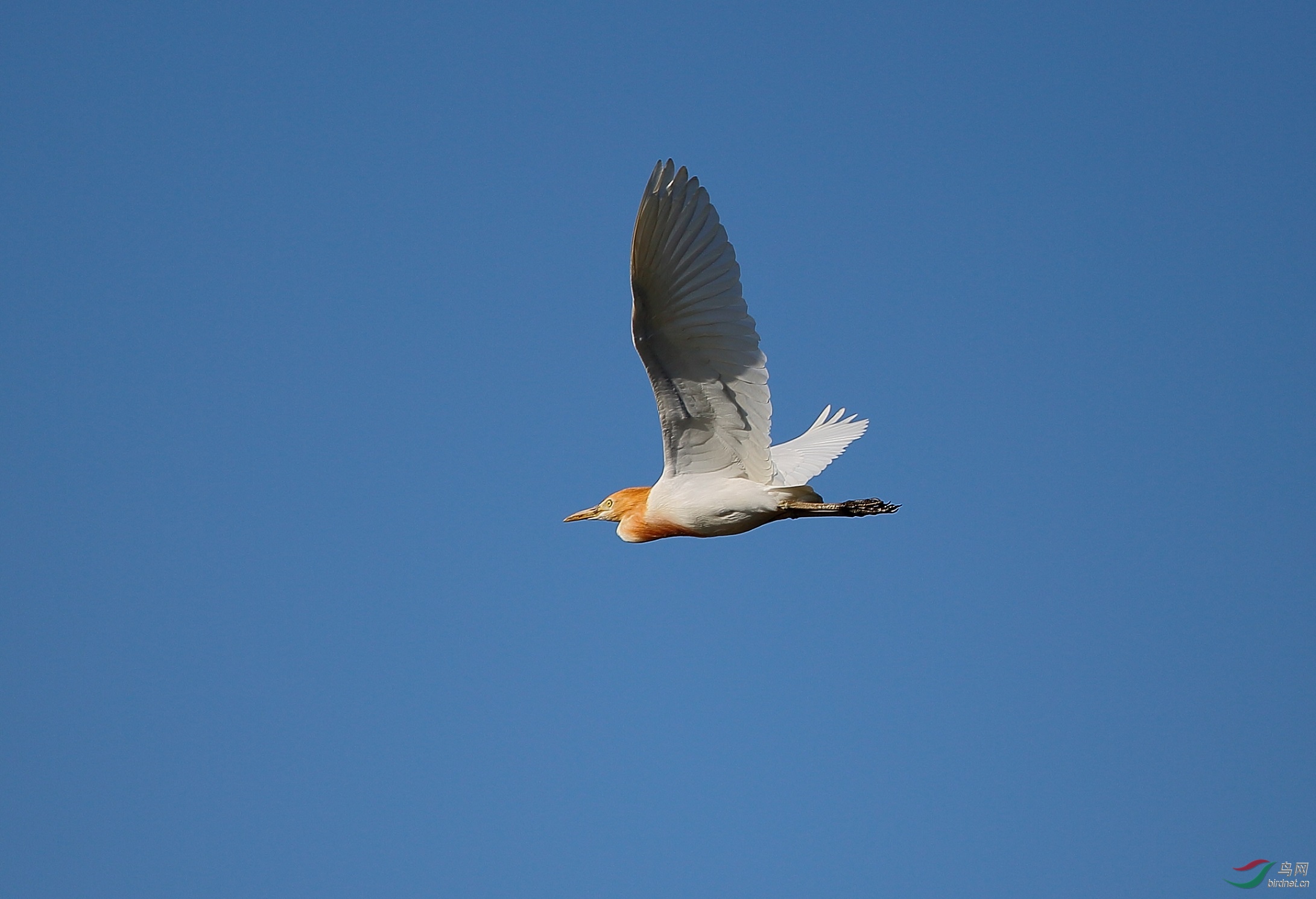 大连西山湖拍摄 - 拍鸟线路 鸟网