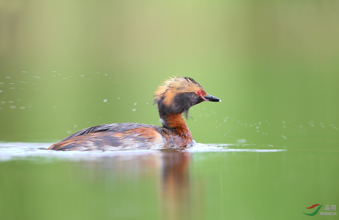 (黑颈鸊鷉)凉快一夏