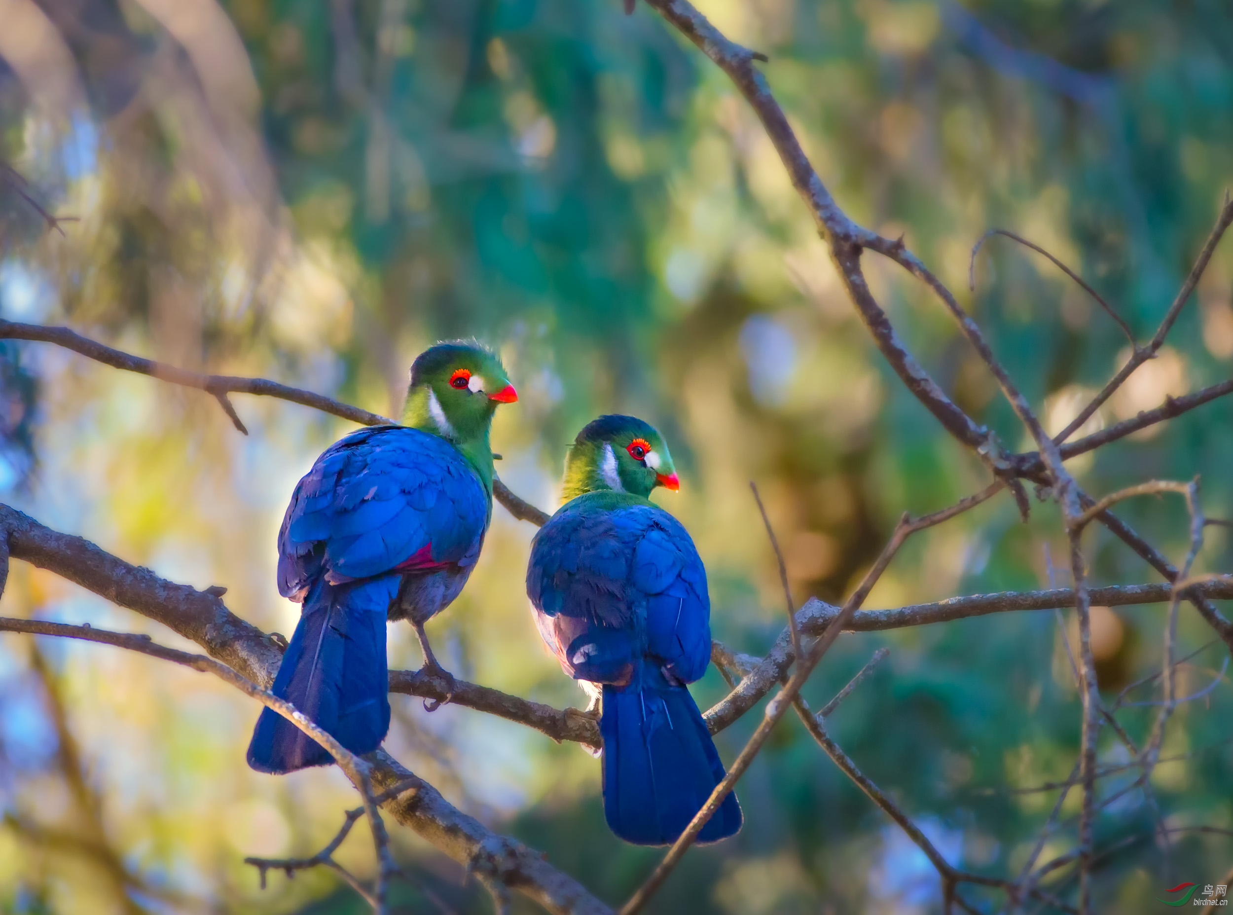 白颊蕉鹃~~~贺图获《首页鸟类精华》