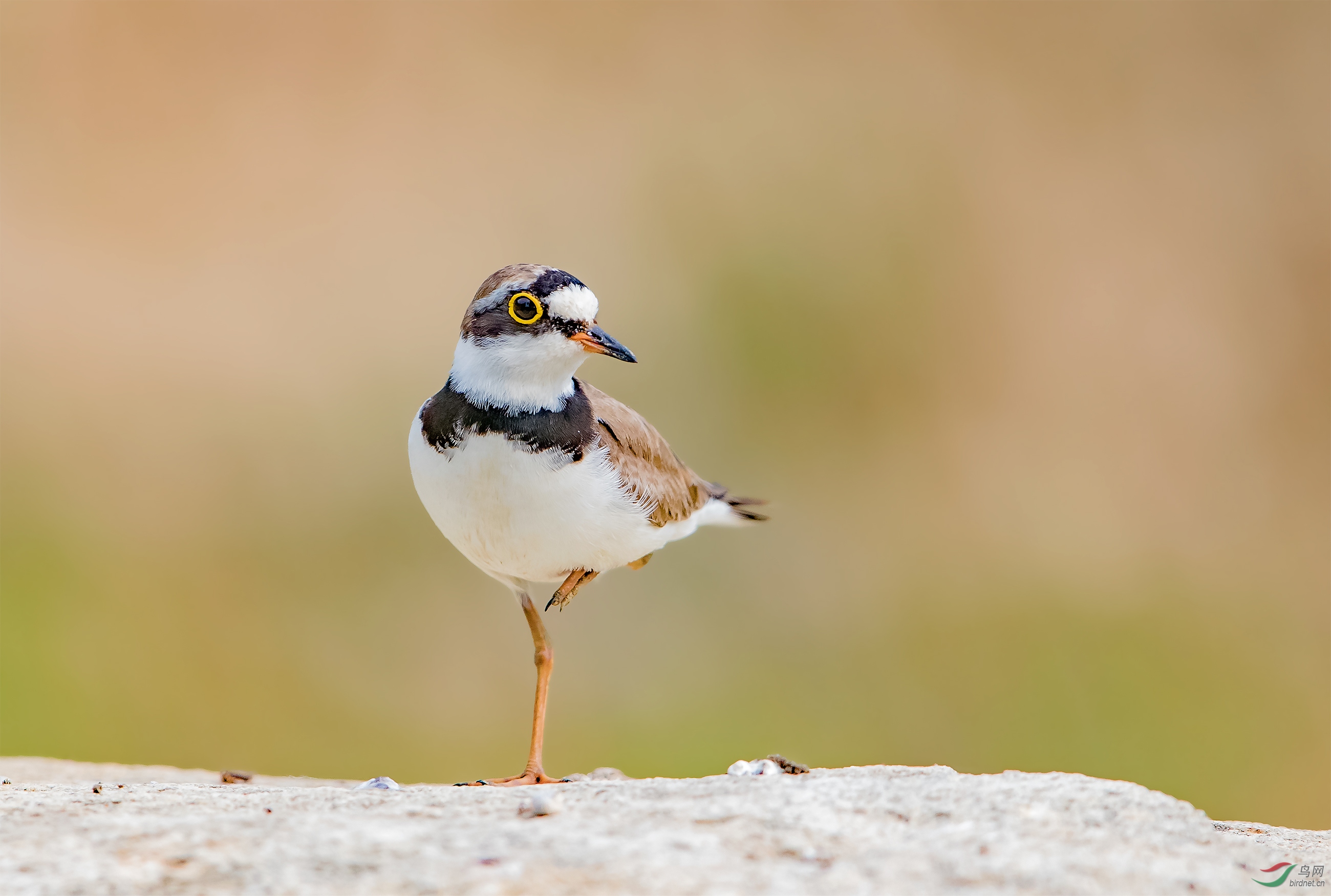 金眶鸻贺获鸟类精华