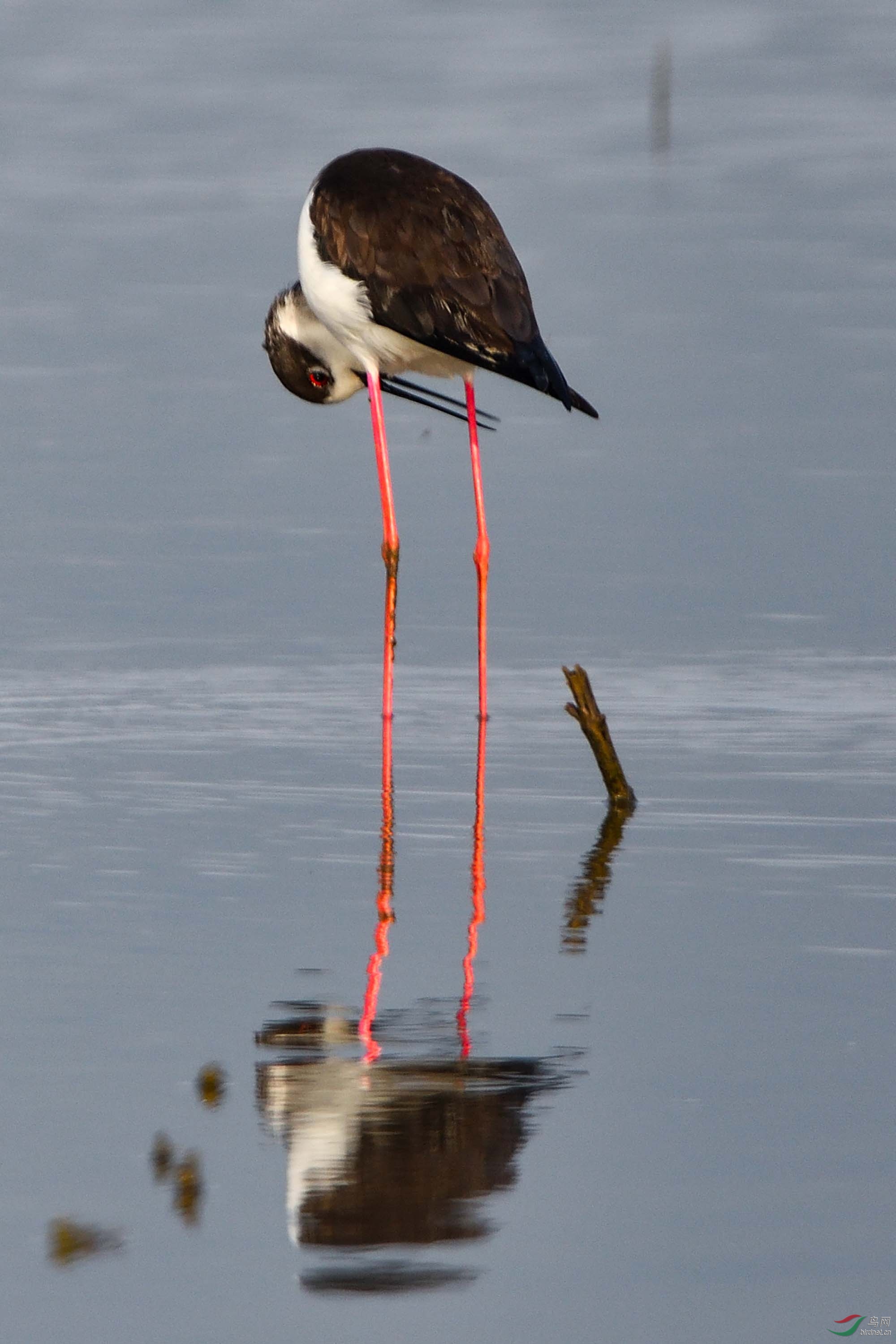 "长腿娘子"——长脚鹬 - 水鸟版 鸟网