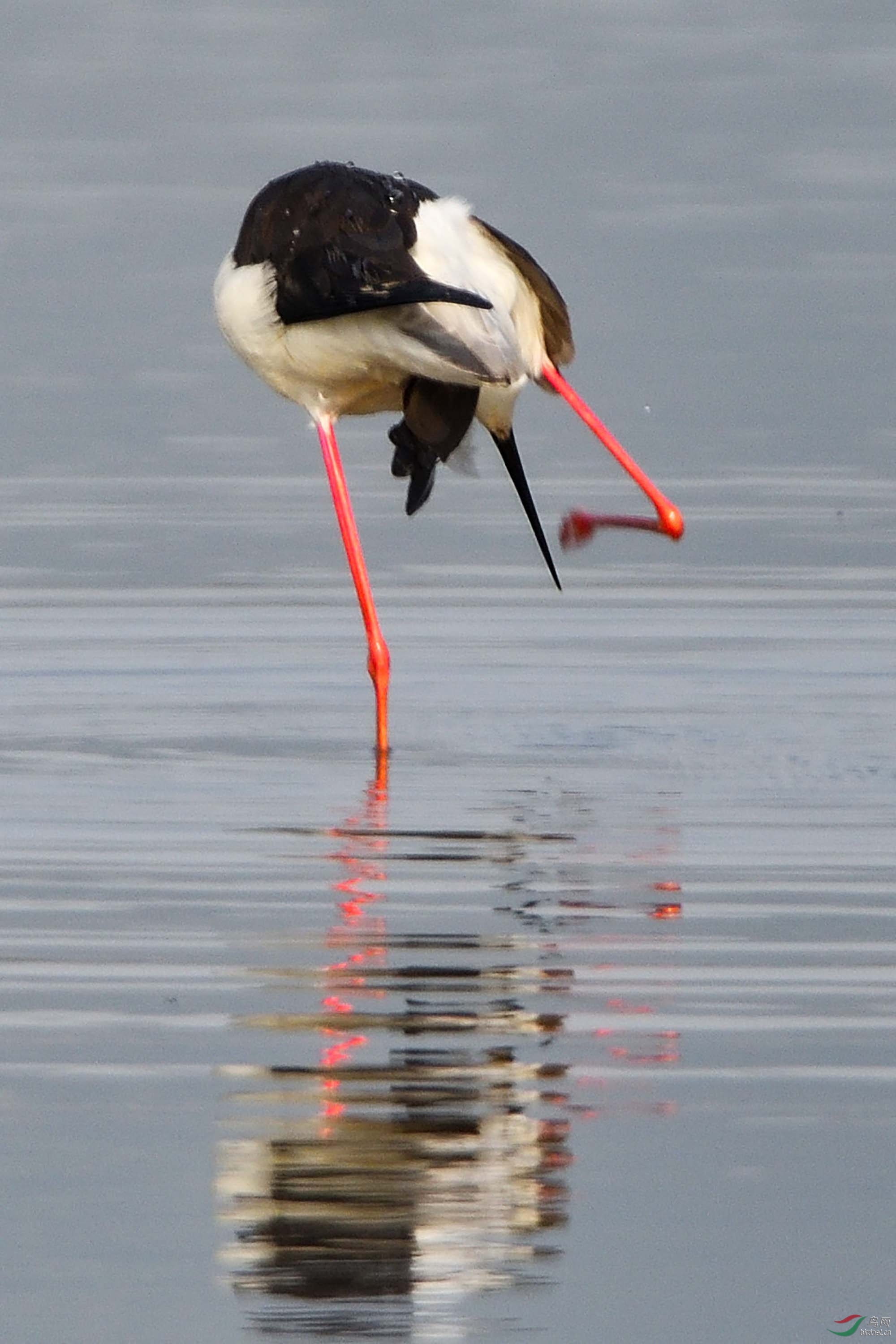 "长腿娘子"——长脚鹬 - 水鸟版 鸟网