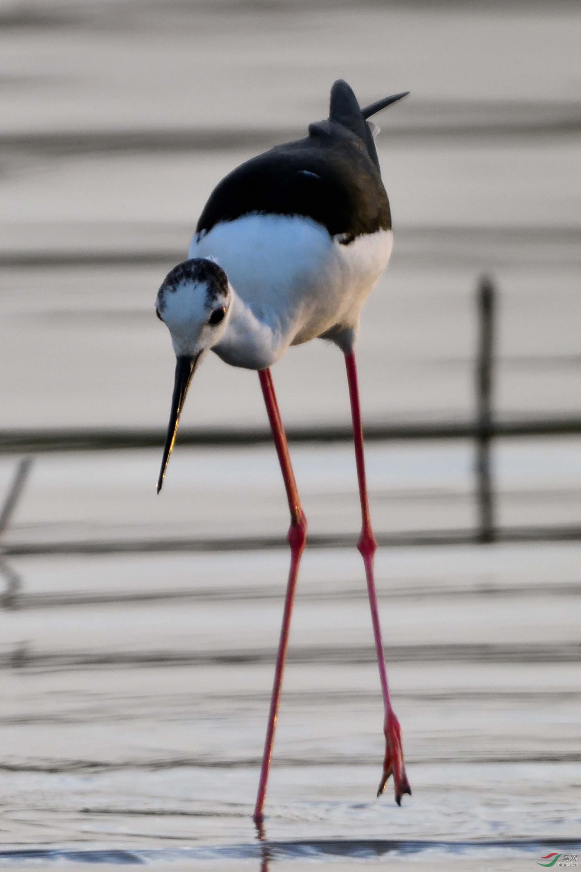 "长腿娘子"——长脚鹬 - 水鸟版 鸟网