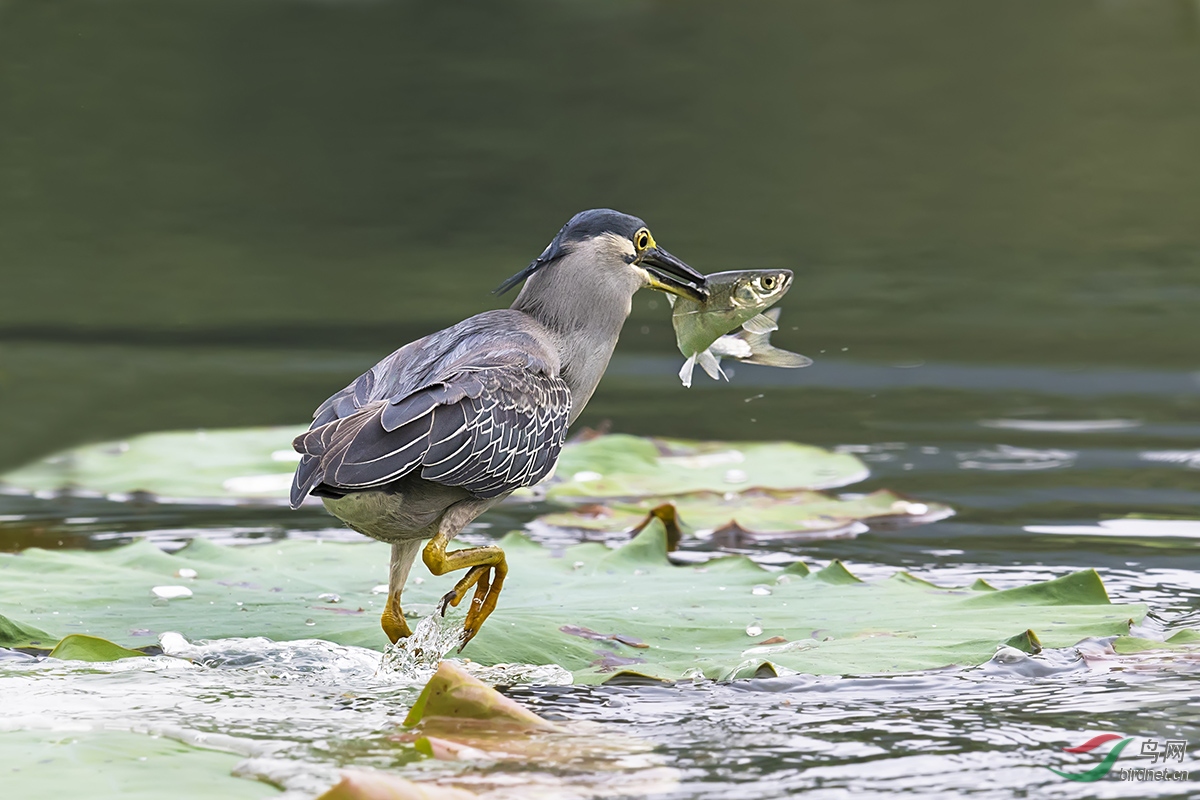 绿鹭捕鱼
