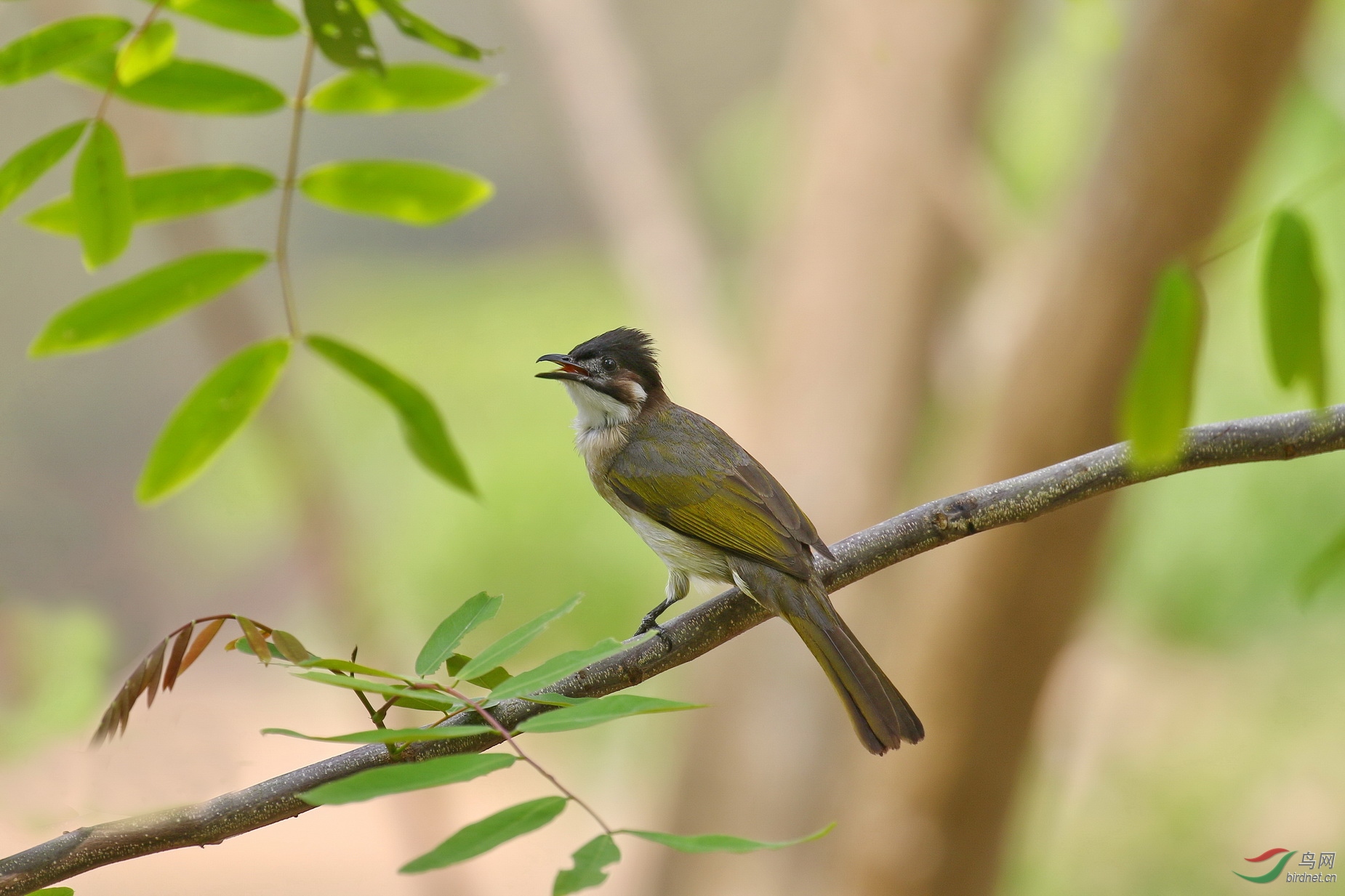 白头鹎海南亚种