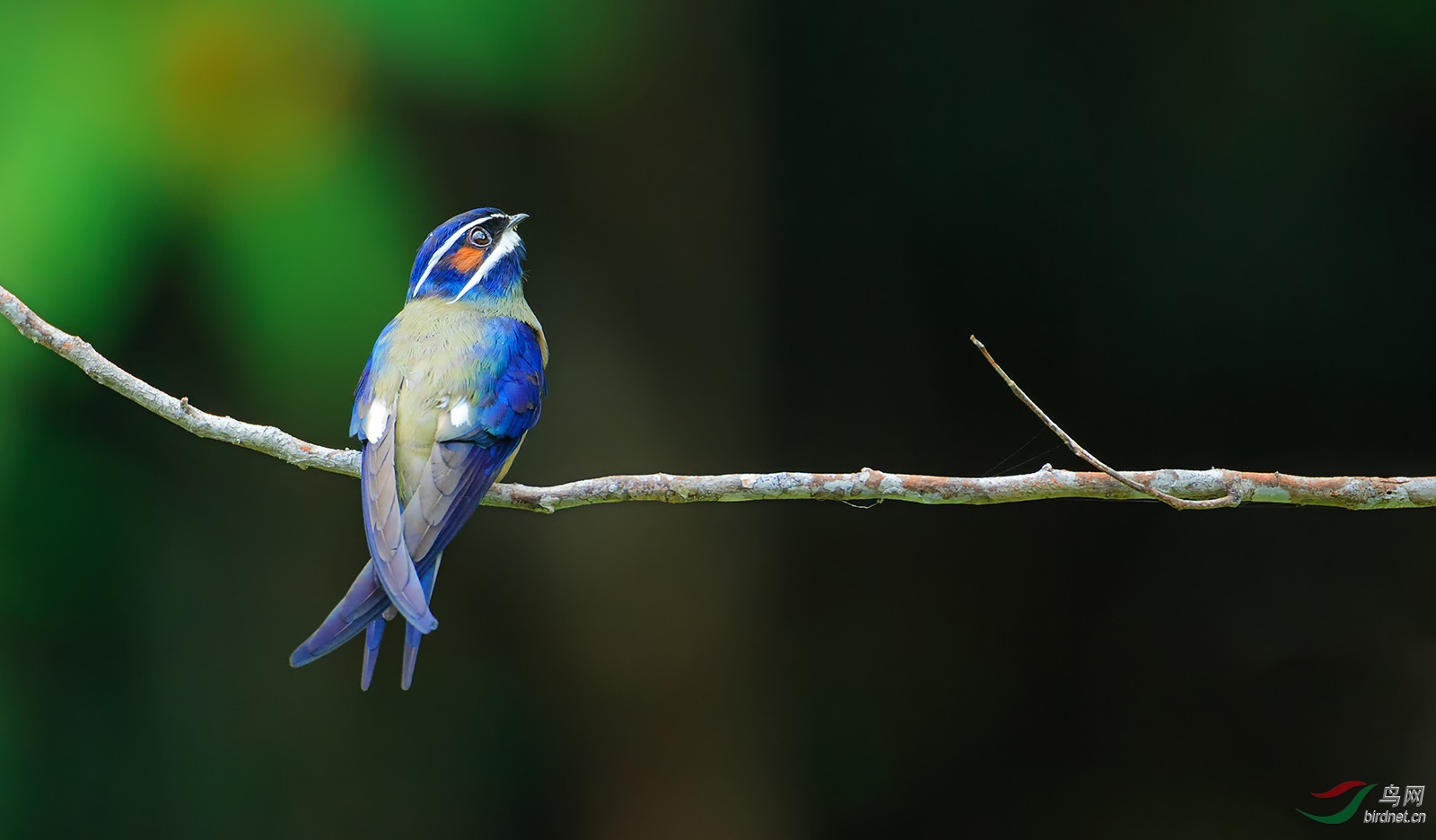 小须凤头树燕雨燕问好作业贺获鸟类精华