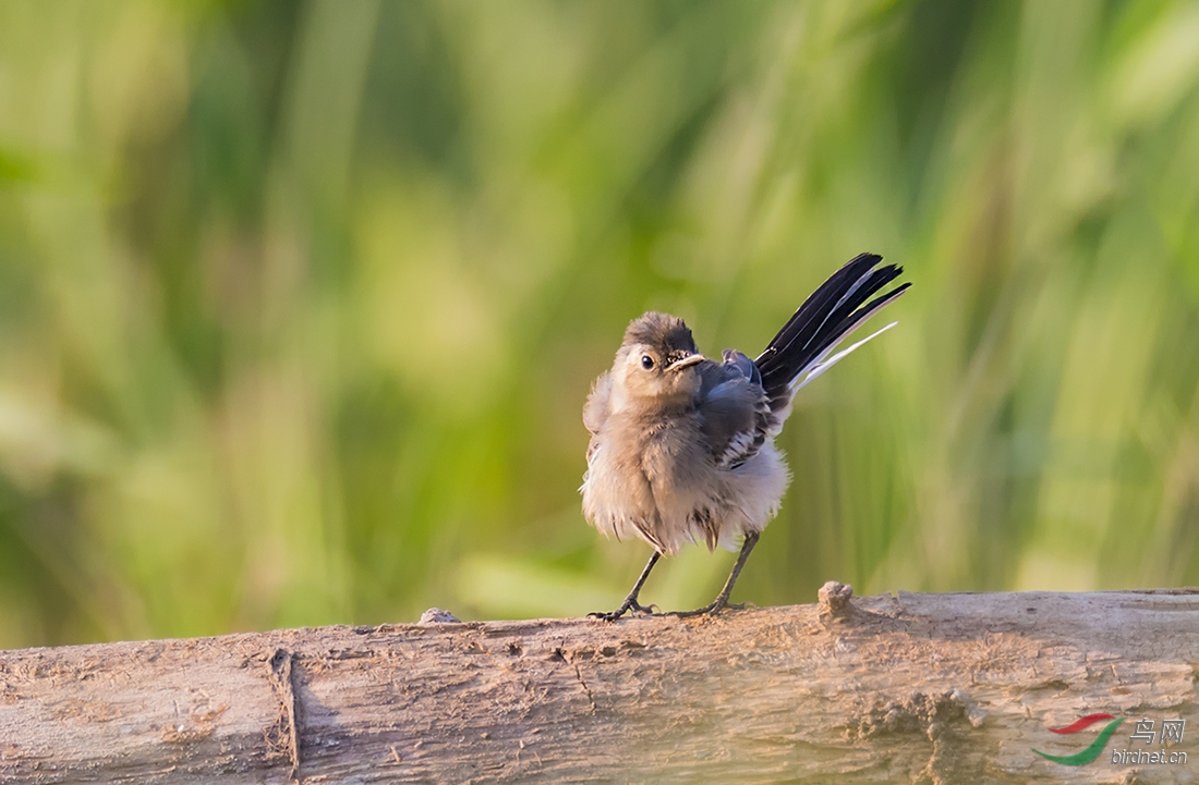 小小少年-白鹡17