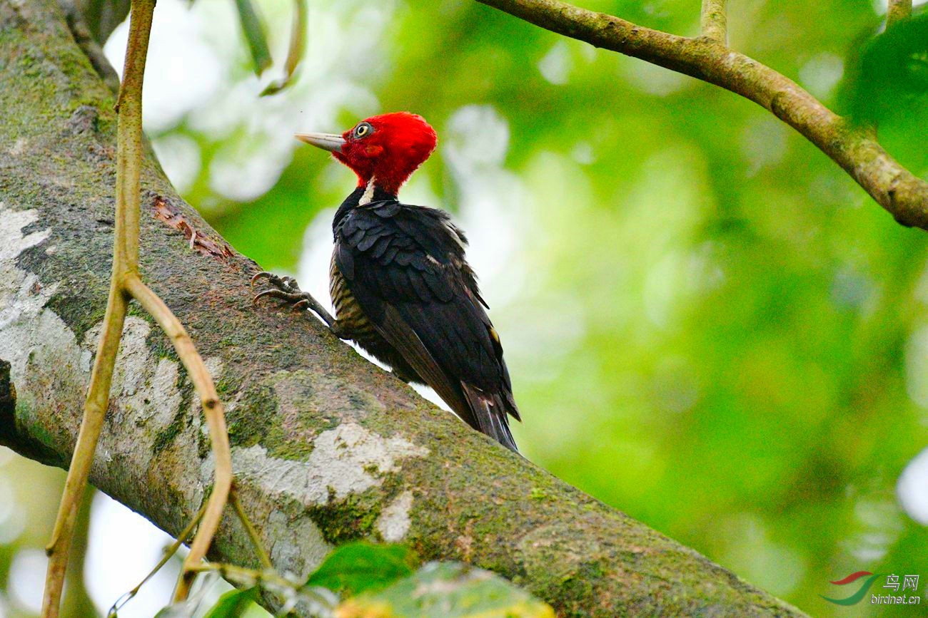 红冠啄木鸟 【有点丑但勤奋着】