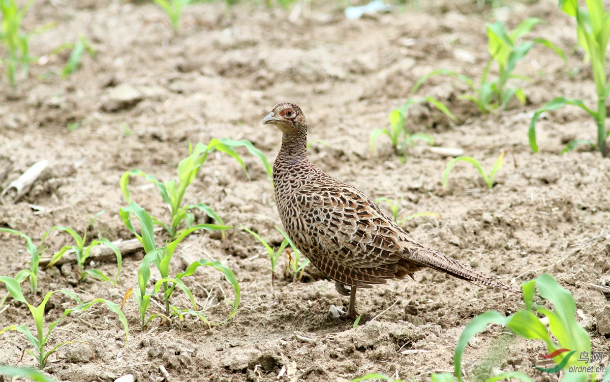 环颈雉雌鸟