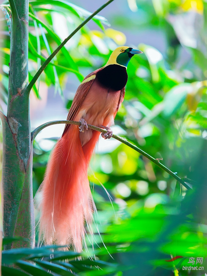 新几内亚极乐鸟