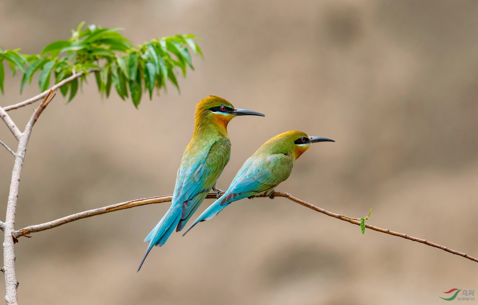 点赞  微信