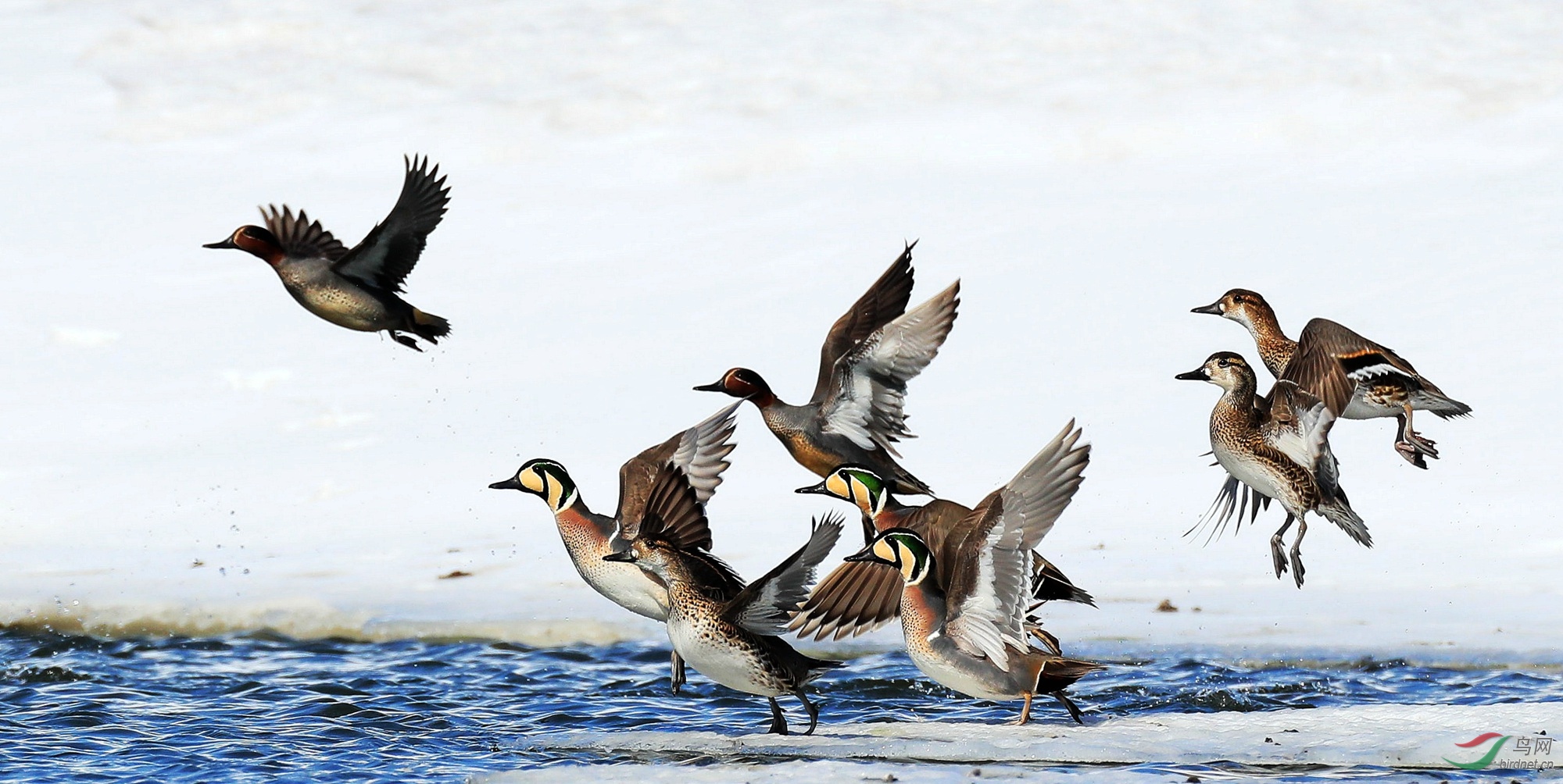 迁徙中的花脸鸭和绿翅鸭