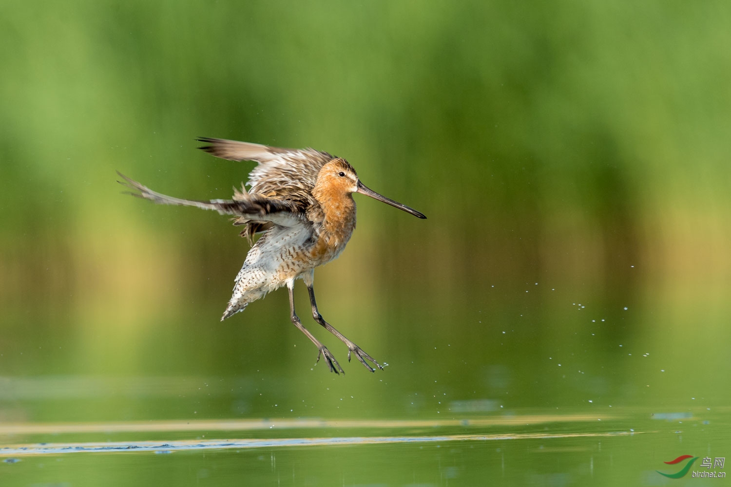 会跳舞的半蹼鹬