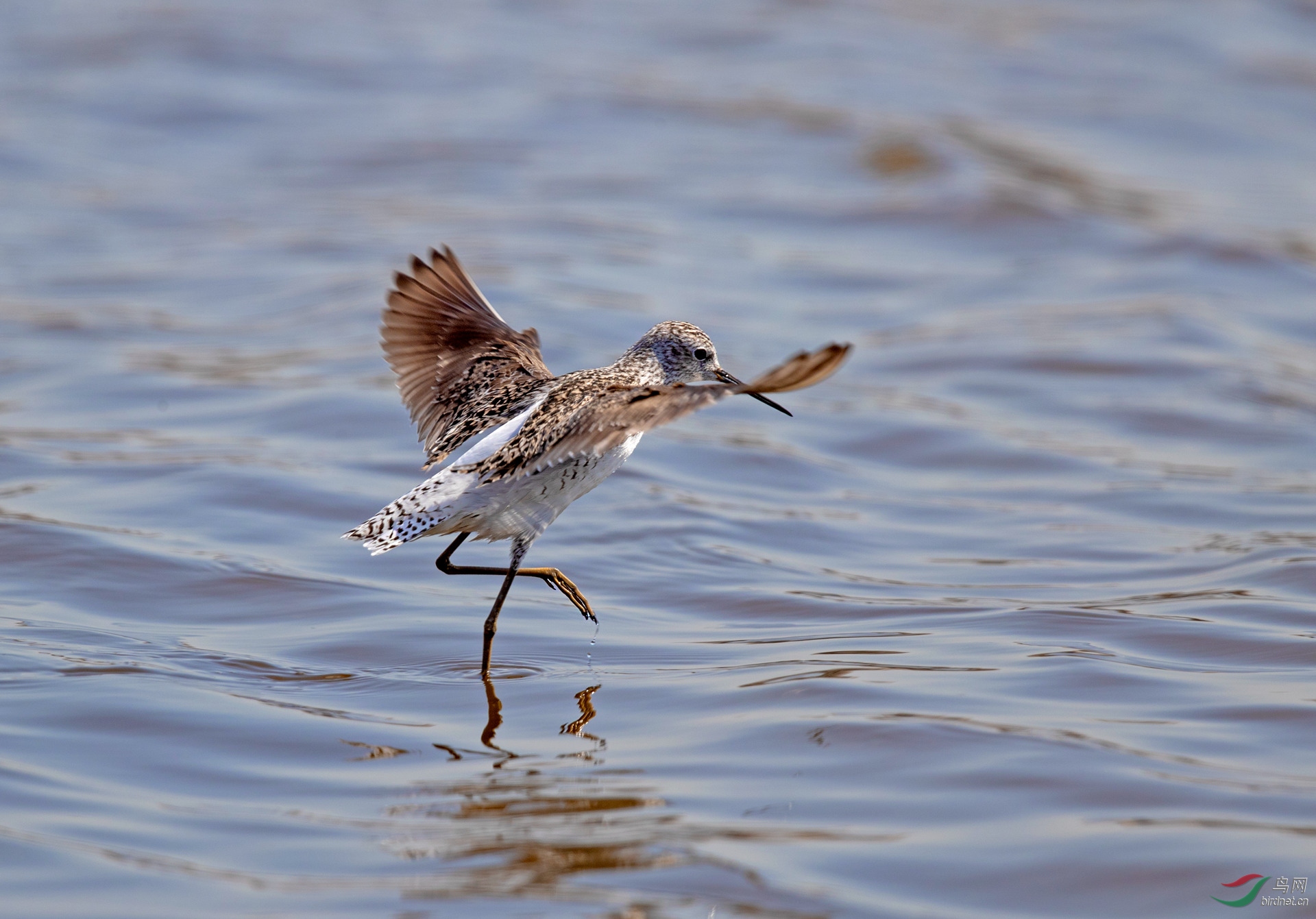 水鸟凌波微步泽鹬