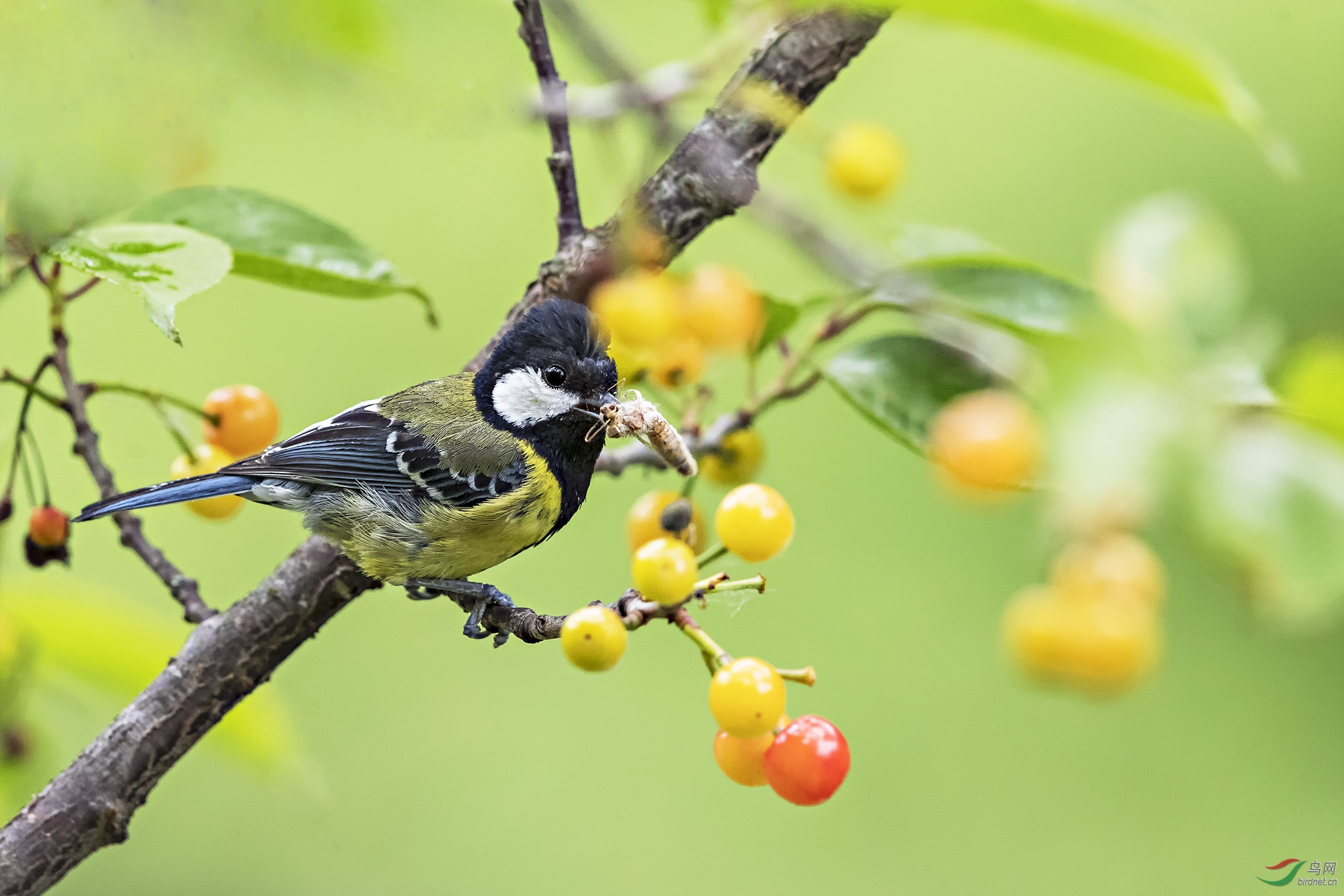 樱桃树上的绿背山雀