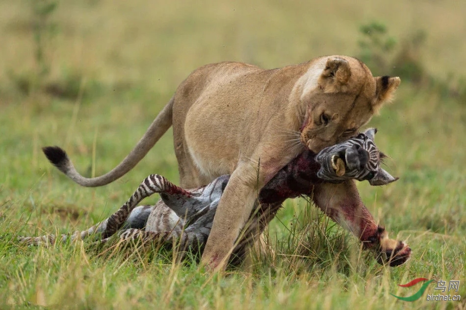 镜头下动物世界中的弱肉强食血腥残忍的生存法则