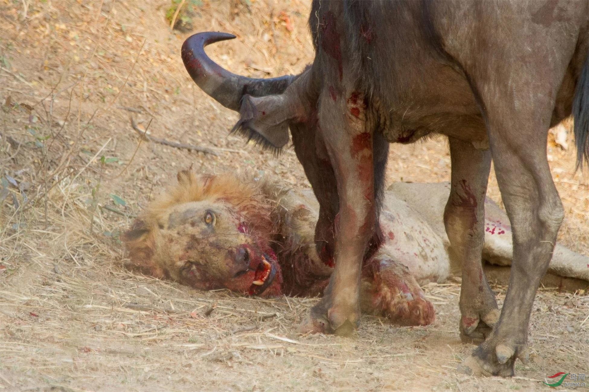 镜头下:动物世界中的弱肉强食,血腥残忍的生存法则