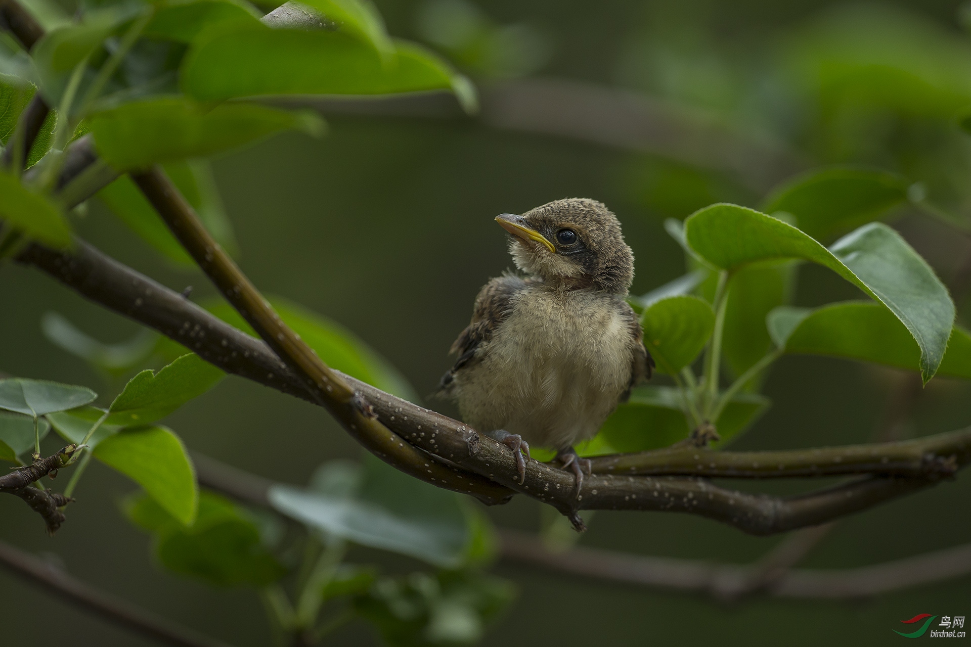 棕背伯劳刚出窝