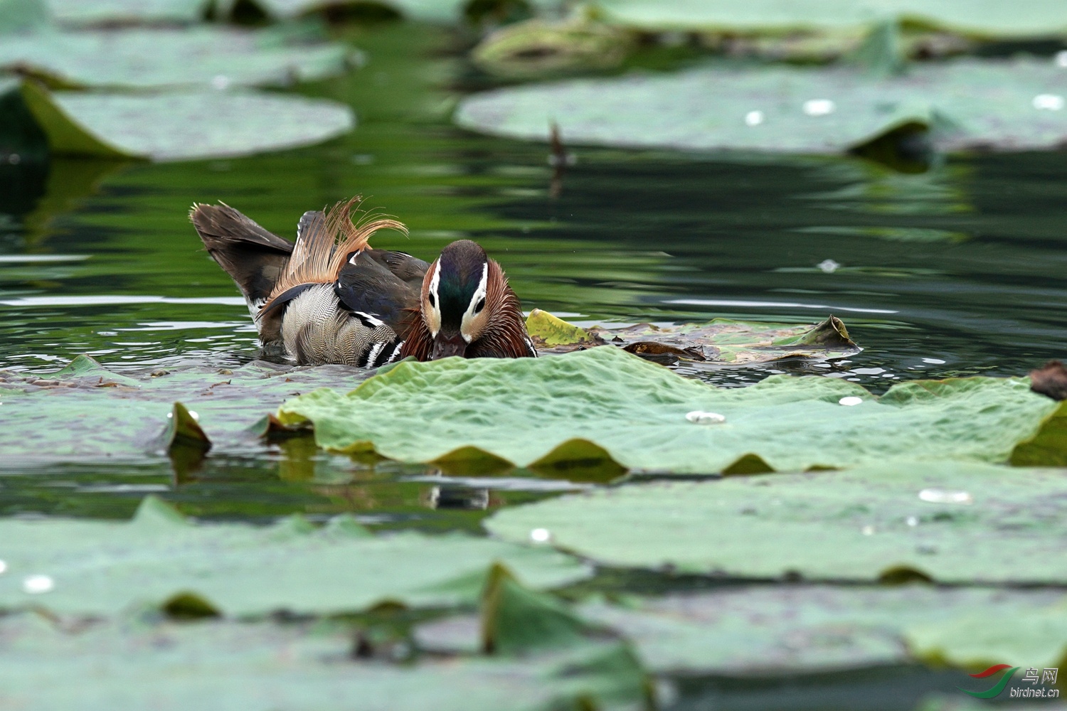换毛期的荷塘鸳鸯