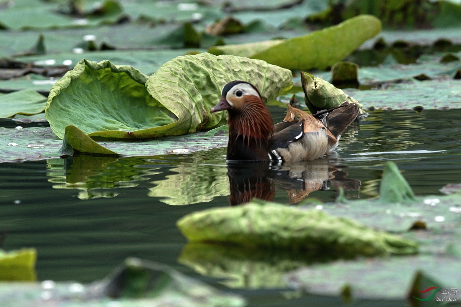 换毛期的荷塘鸳鸯
