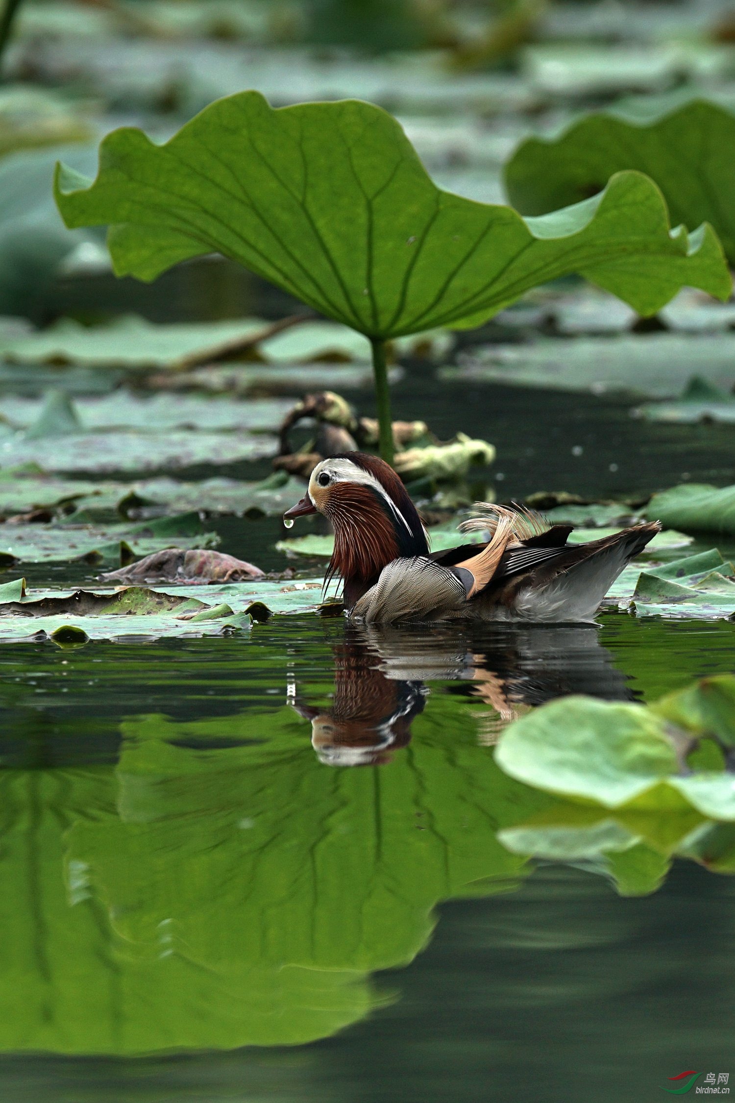 换毛期的荷塘鸳鸯