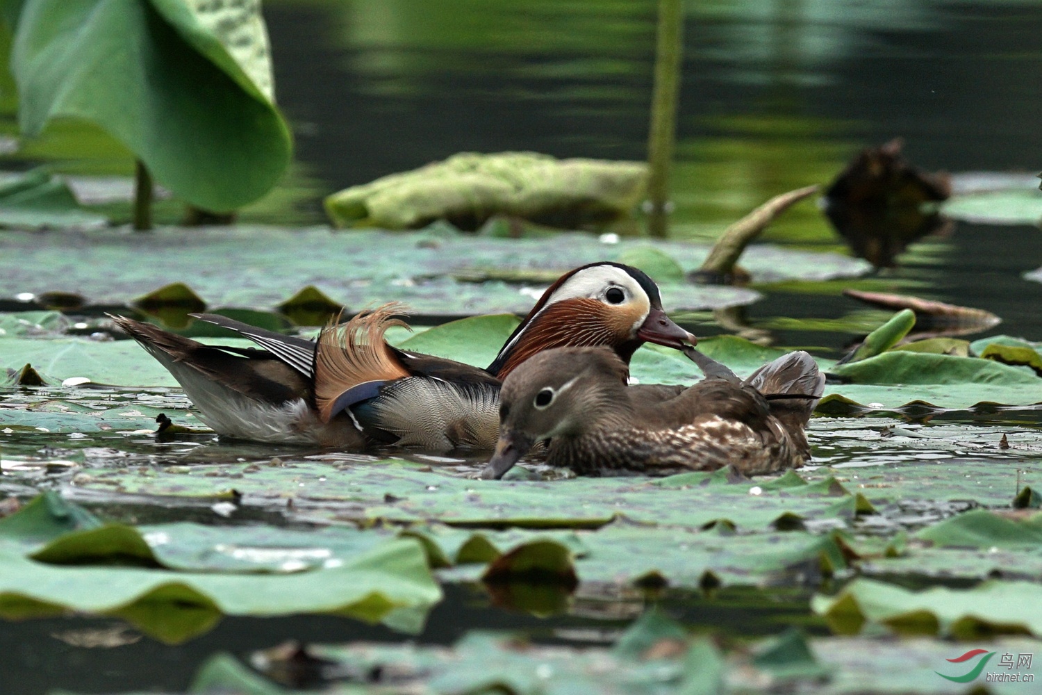 换毛期的荷塘鸳鸯