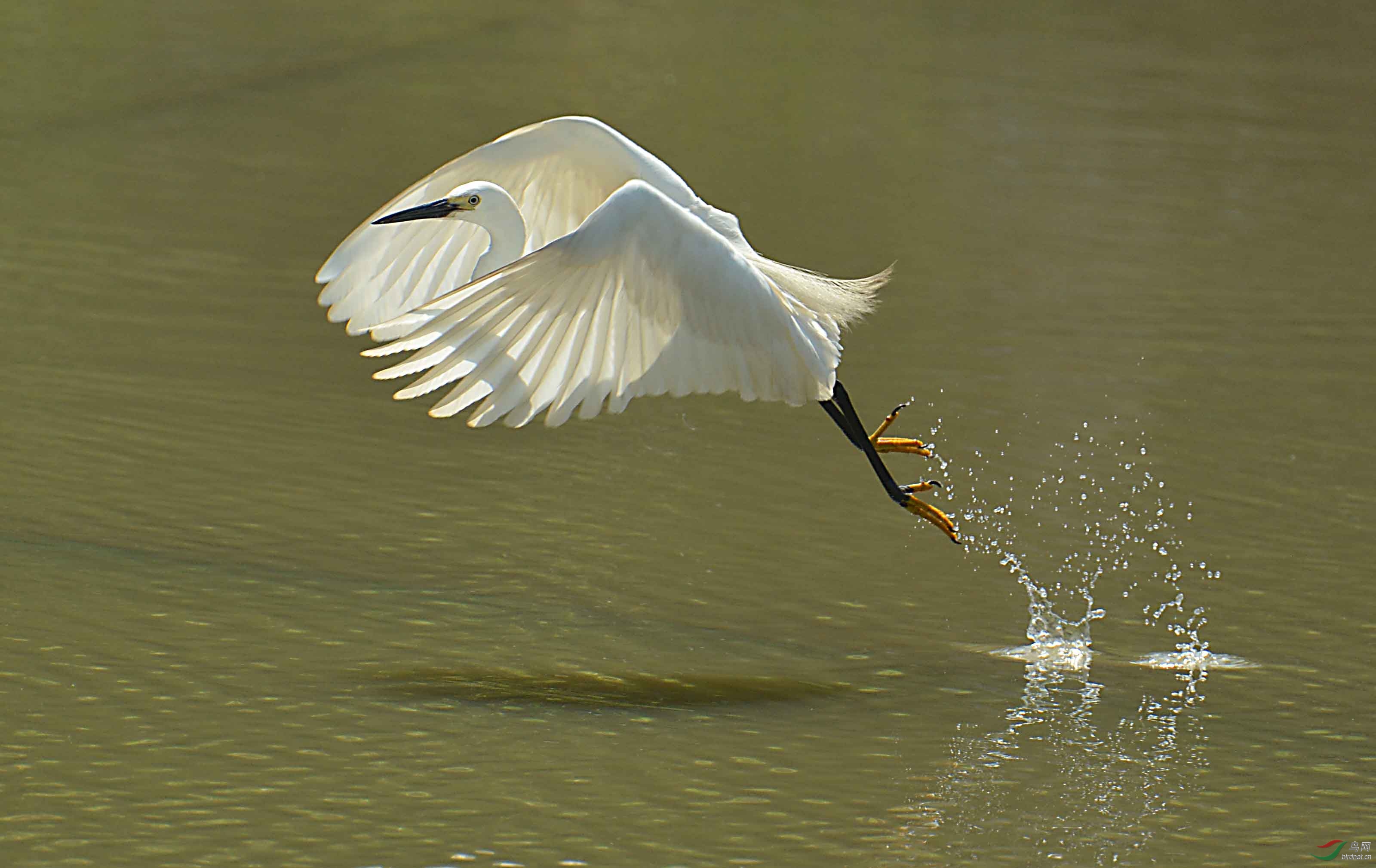 一组白鹭生活照