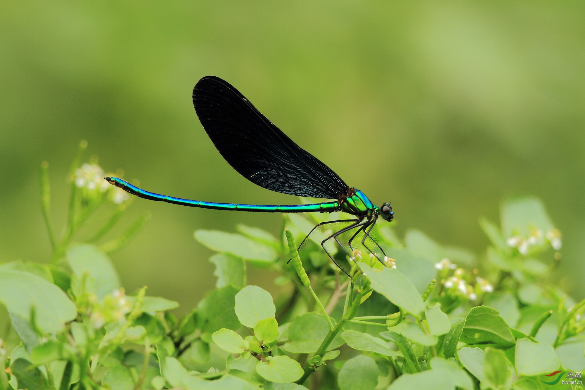 五色蜻蜓透顶单脉色蟌